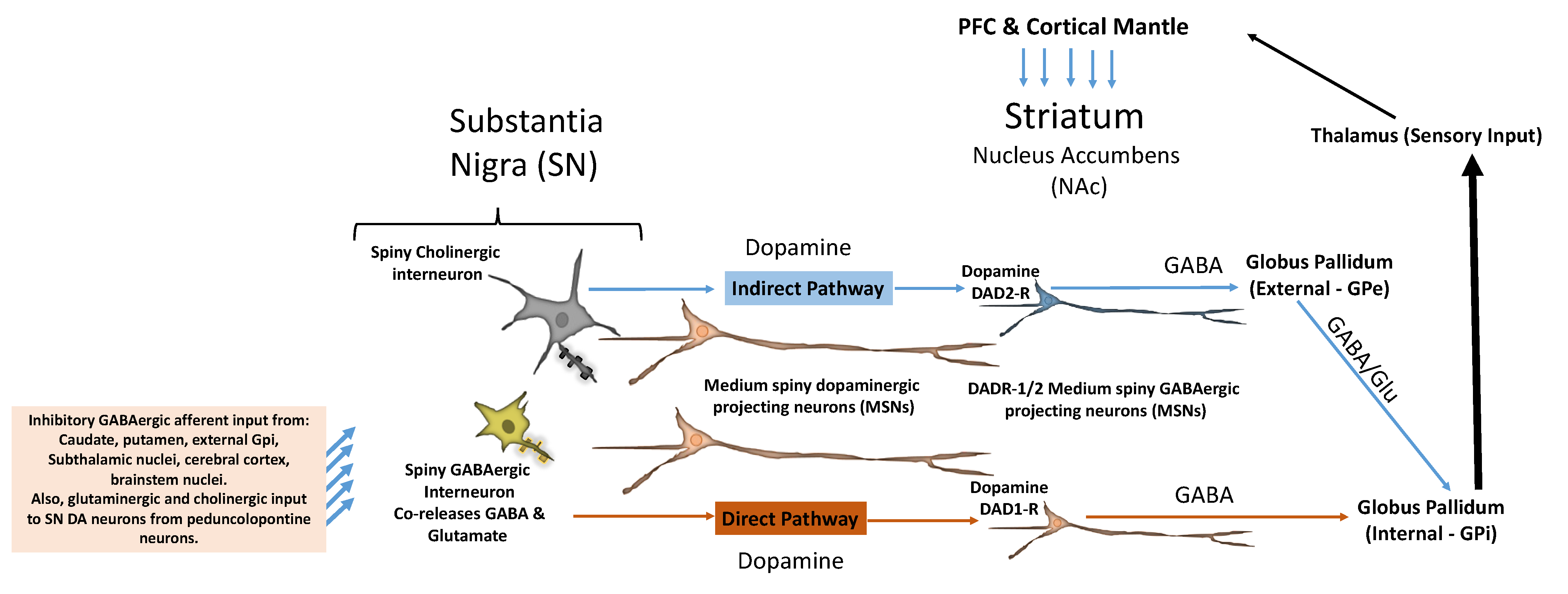 Brainsci 14 00733 g004