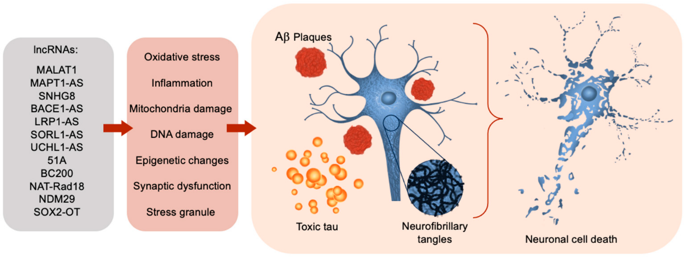 Brainsci 14 00818 g001