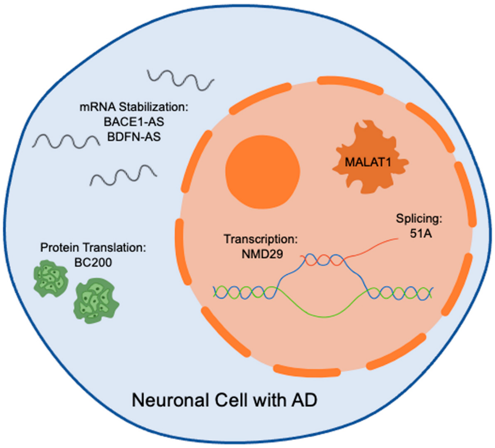 Brainsci 14 00818 g002