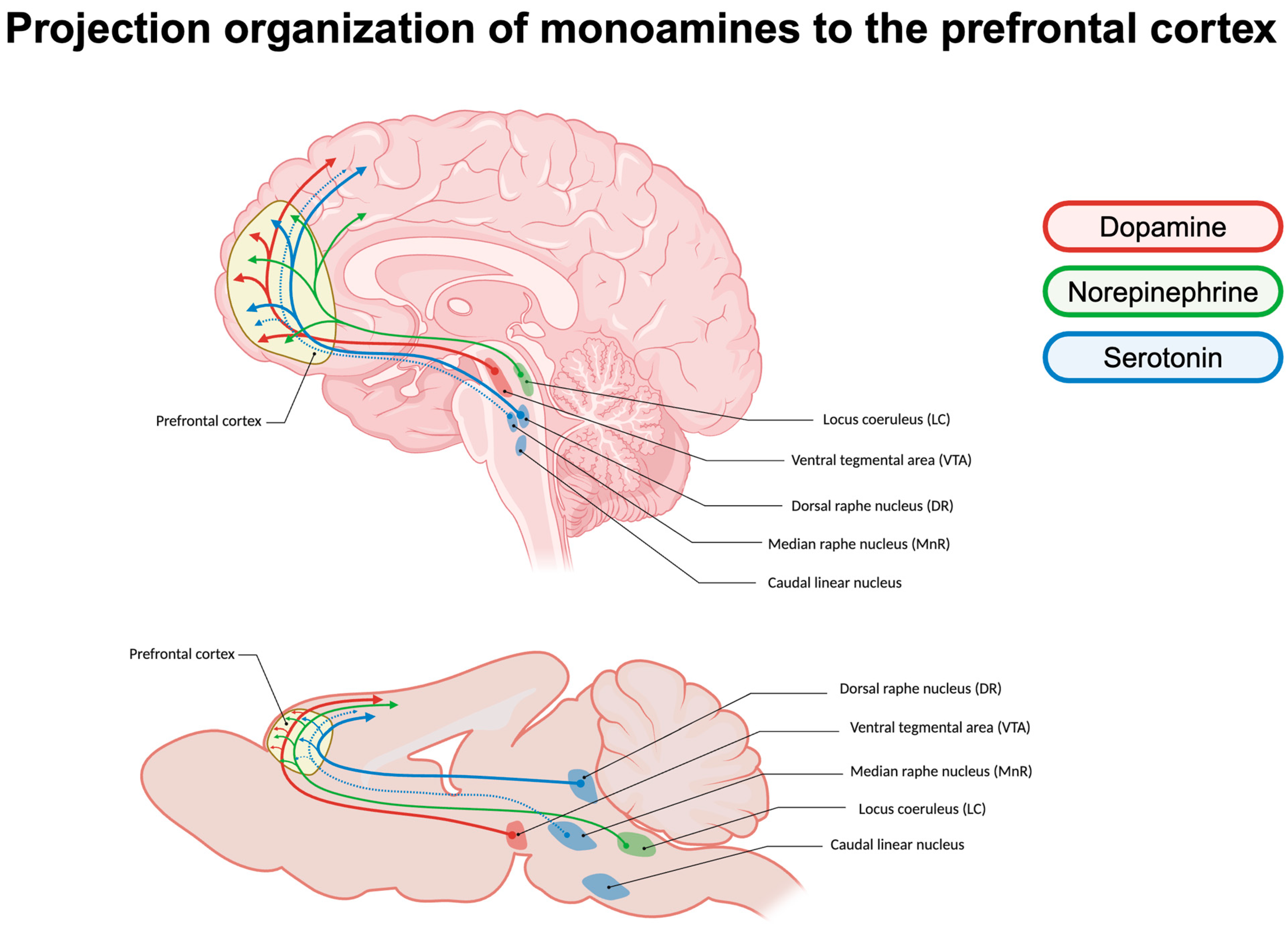 Brainsci 14 00902 g001