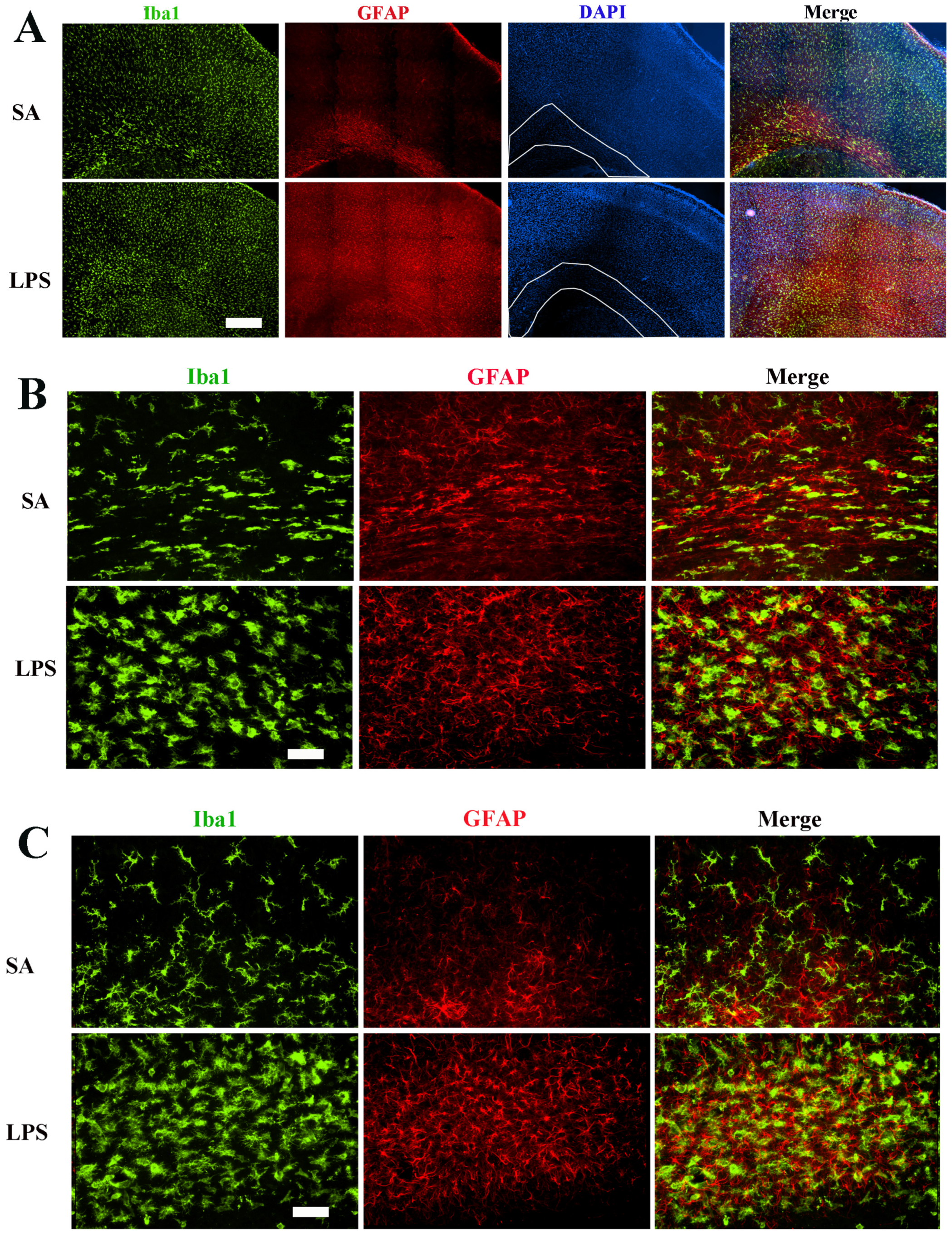 Brainsci 14 00976 g002