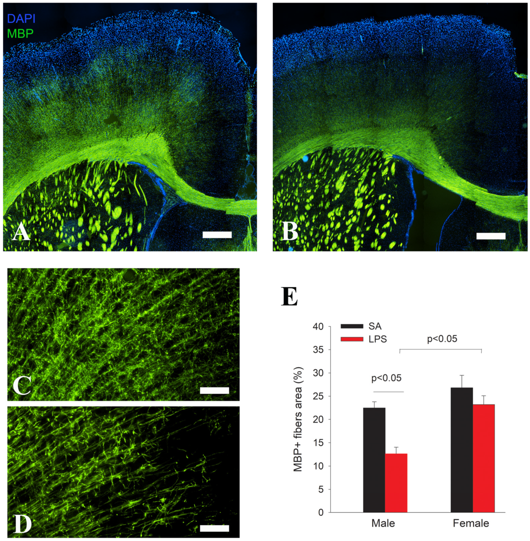 Brainsci 14 00976 g005