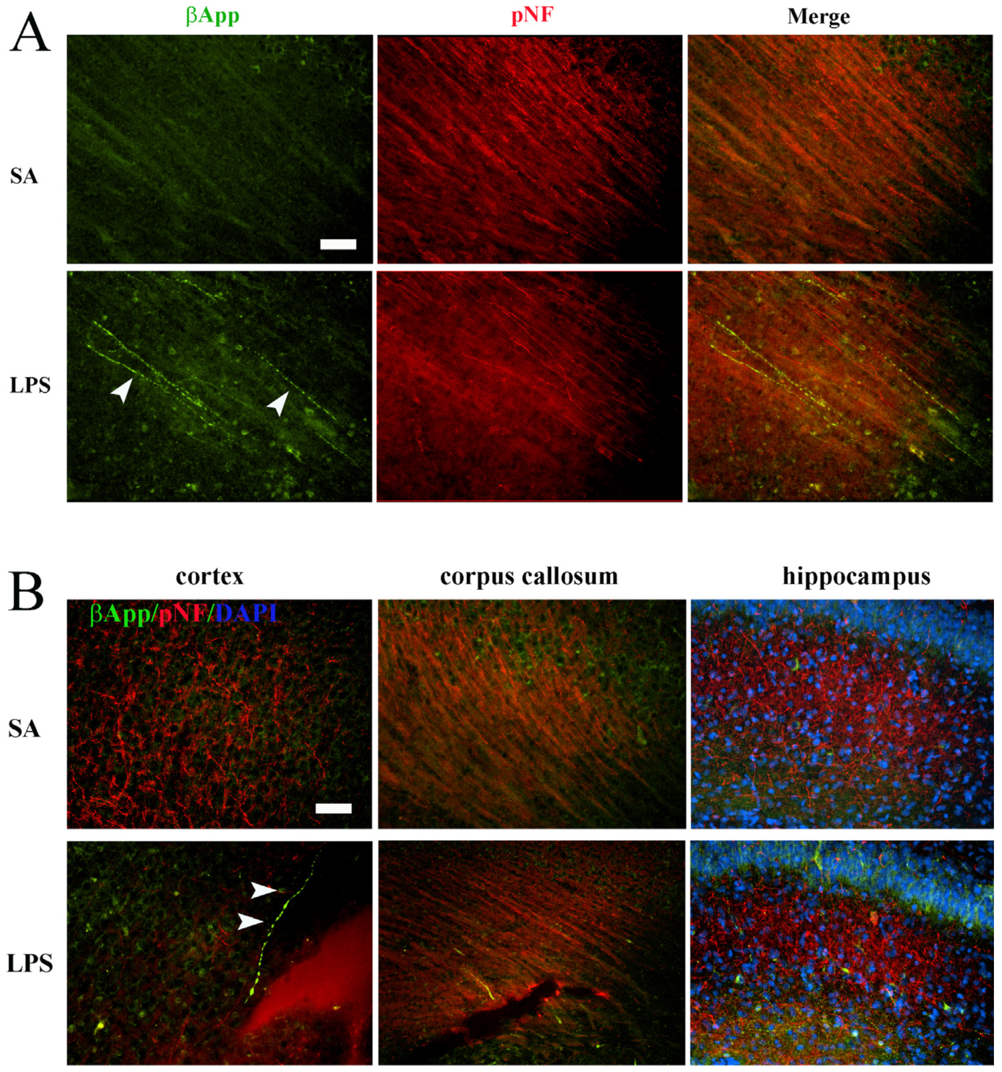 Brainsci 14 00976 g006