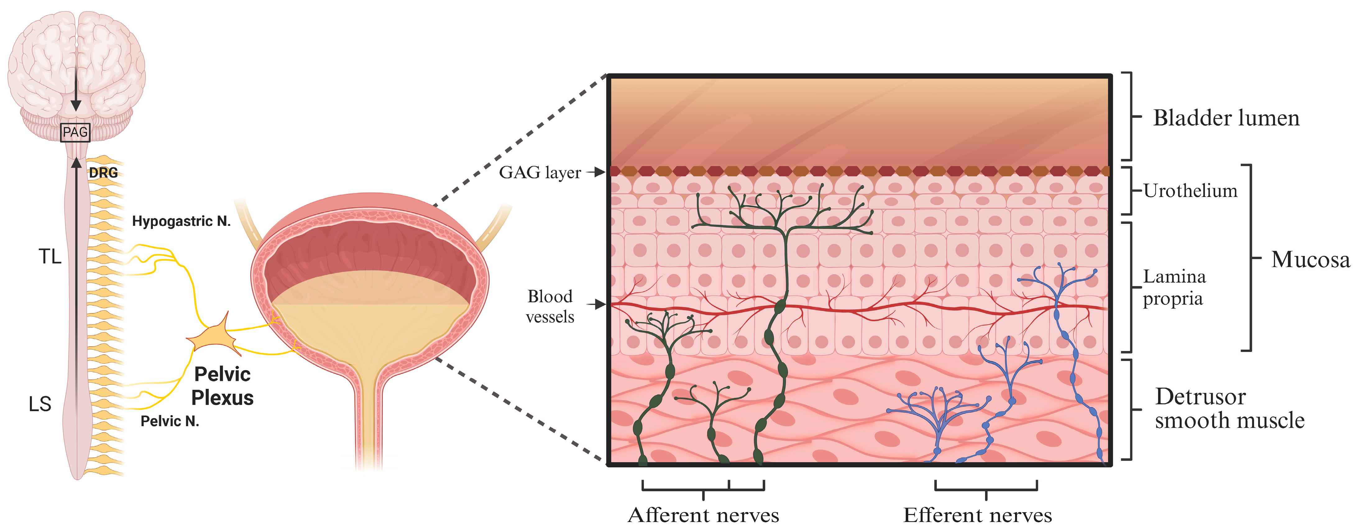 Brainsci 14 01203 g001