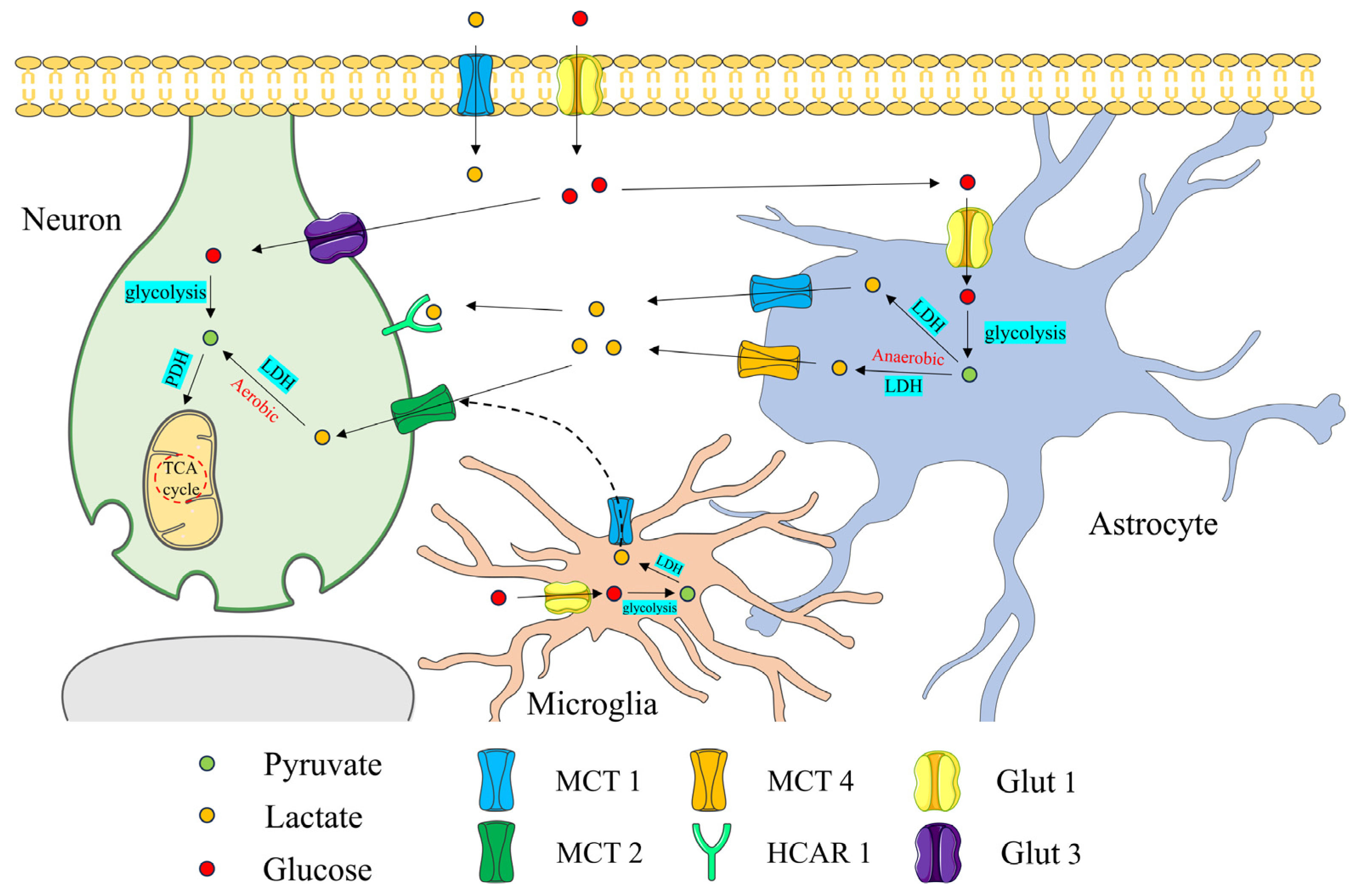 Brainsci 15 00294 g001 Brainsci 15 00294 g001