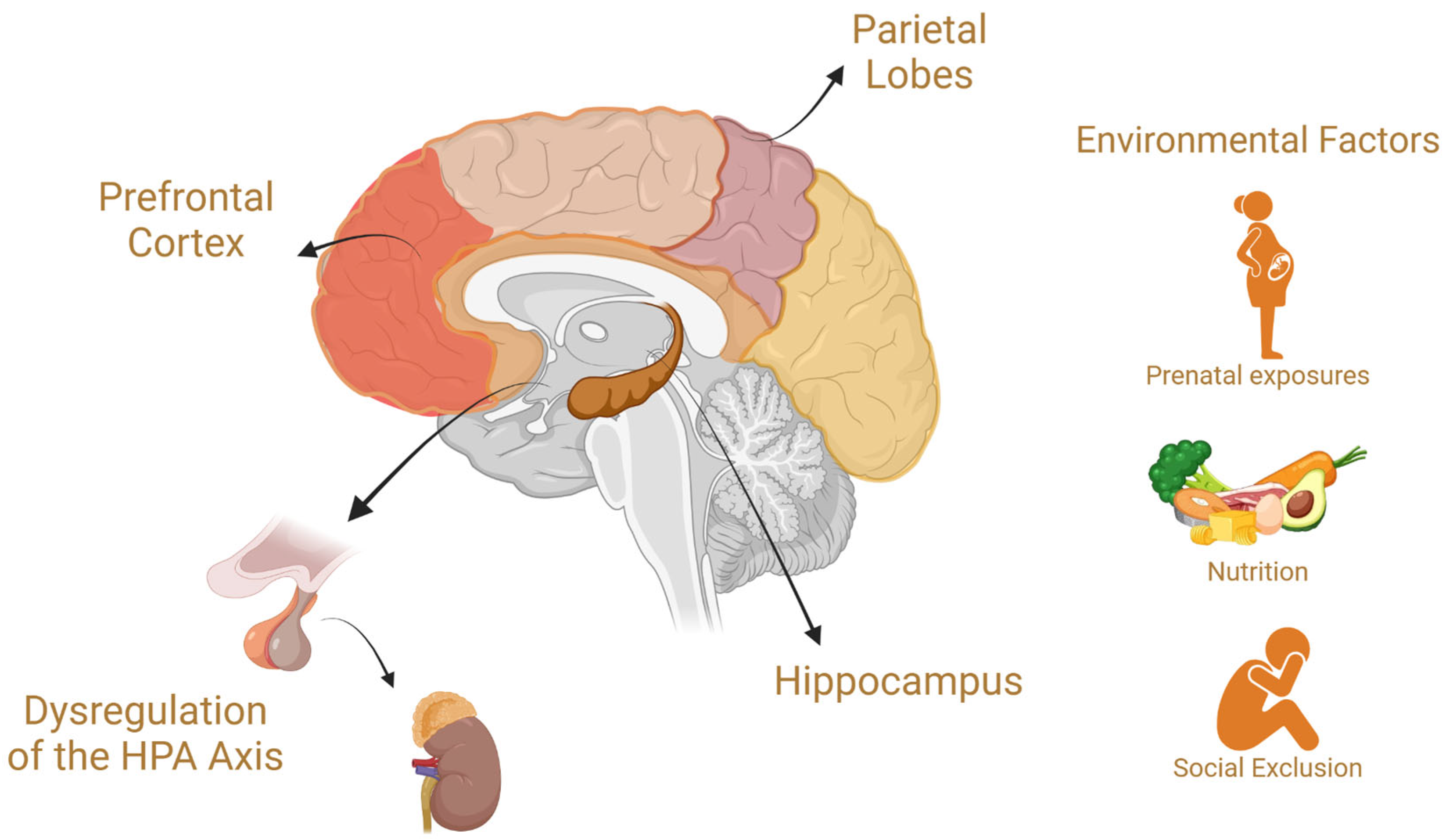 Brainsci 15 00307 g005
