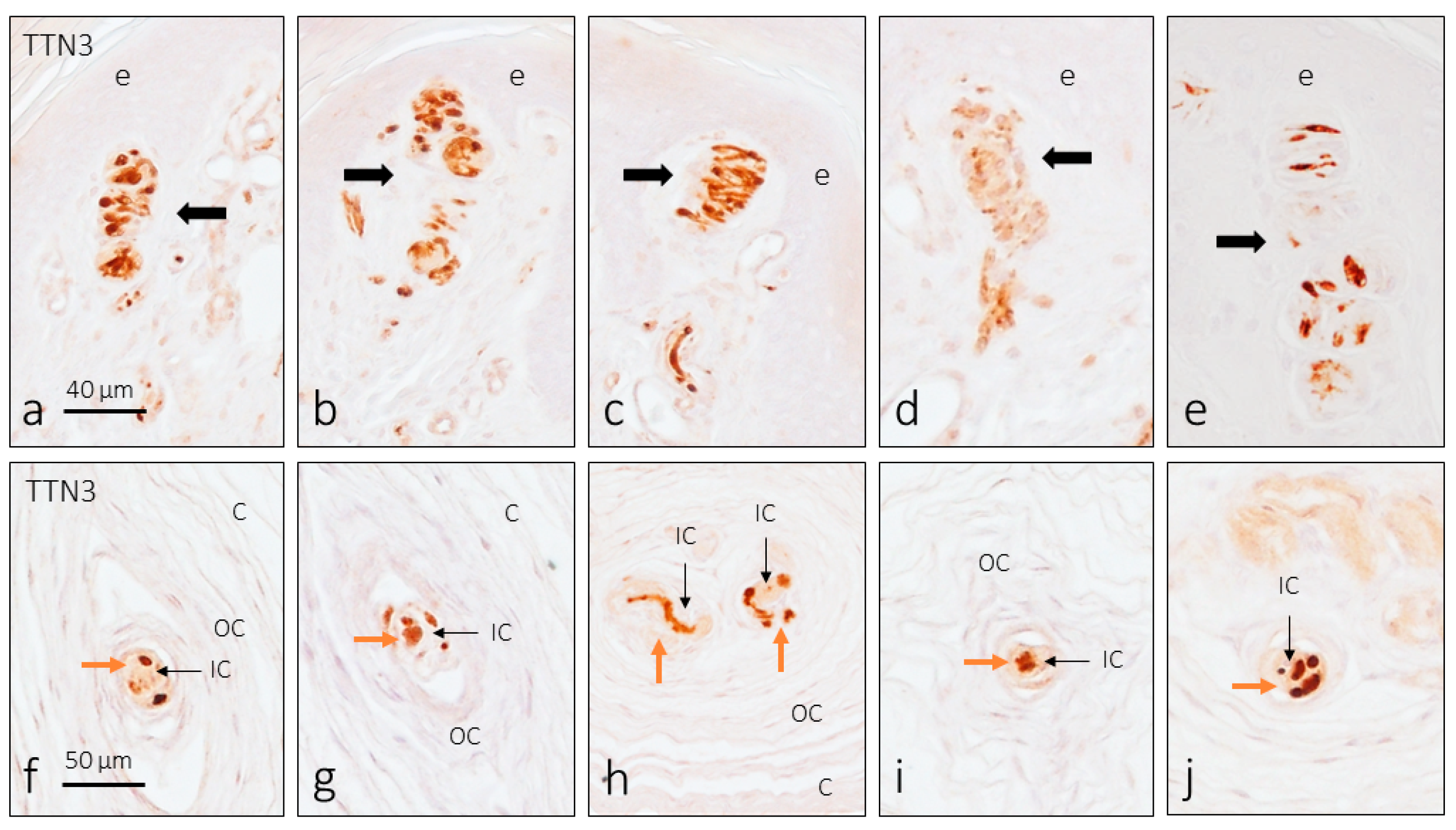 Brainsci 15 00337 g002