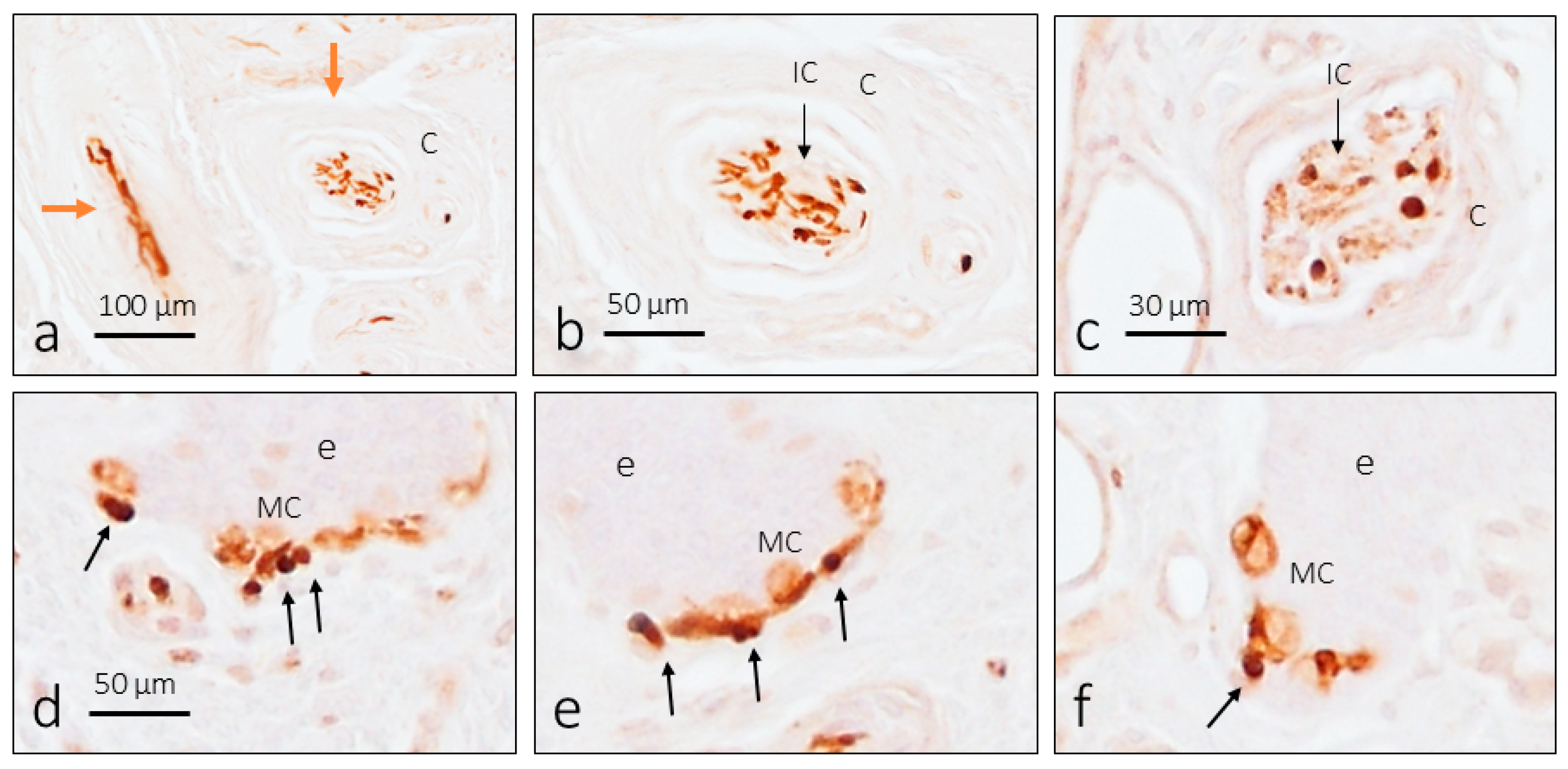 Brainsci 15 00337 g003