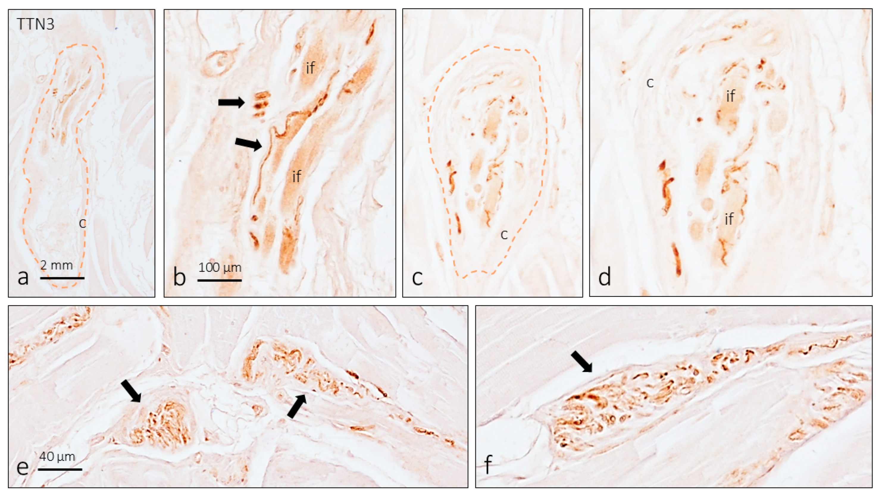 Brainsci 15 00337 g004