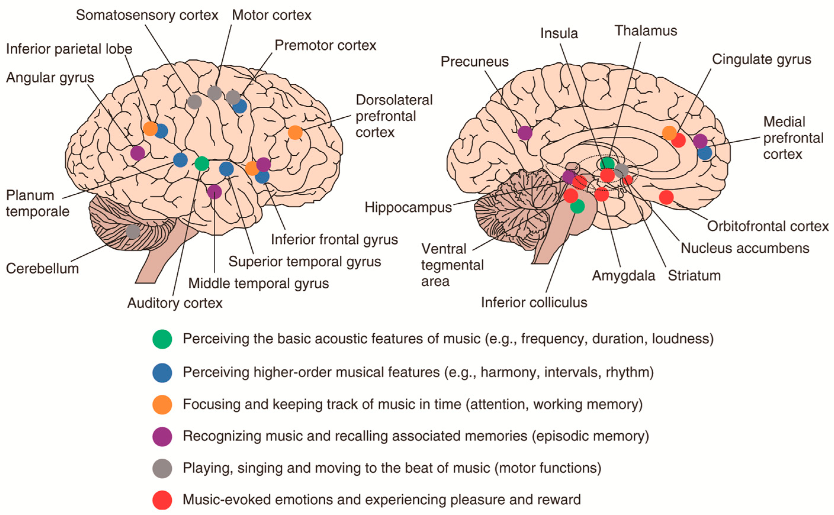 Brainsci 15 00338 g004 Brainsci 15 00338 g004