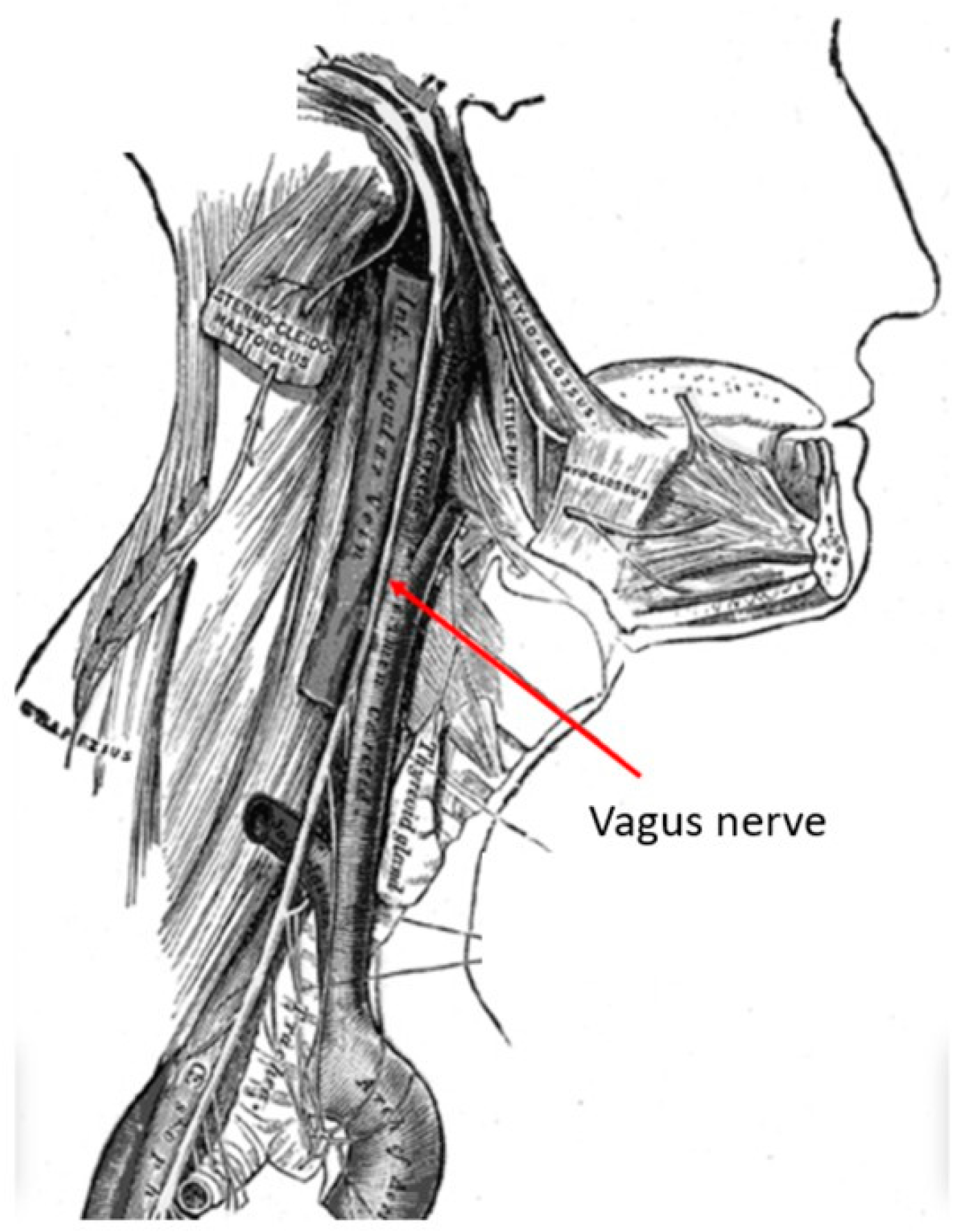 Brainsci 15 00346 g001
