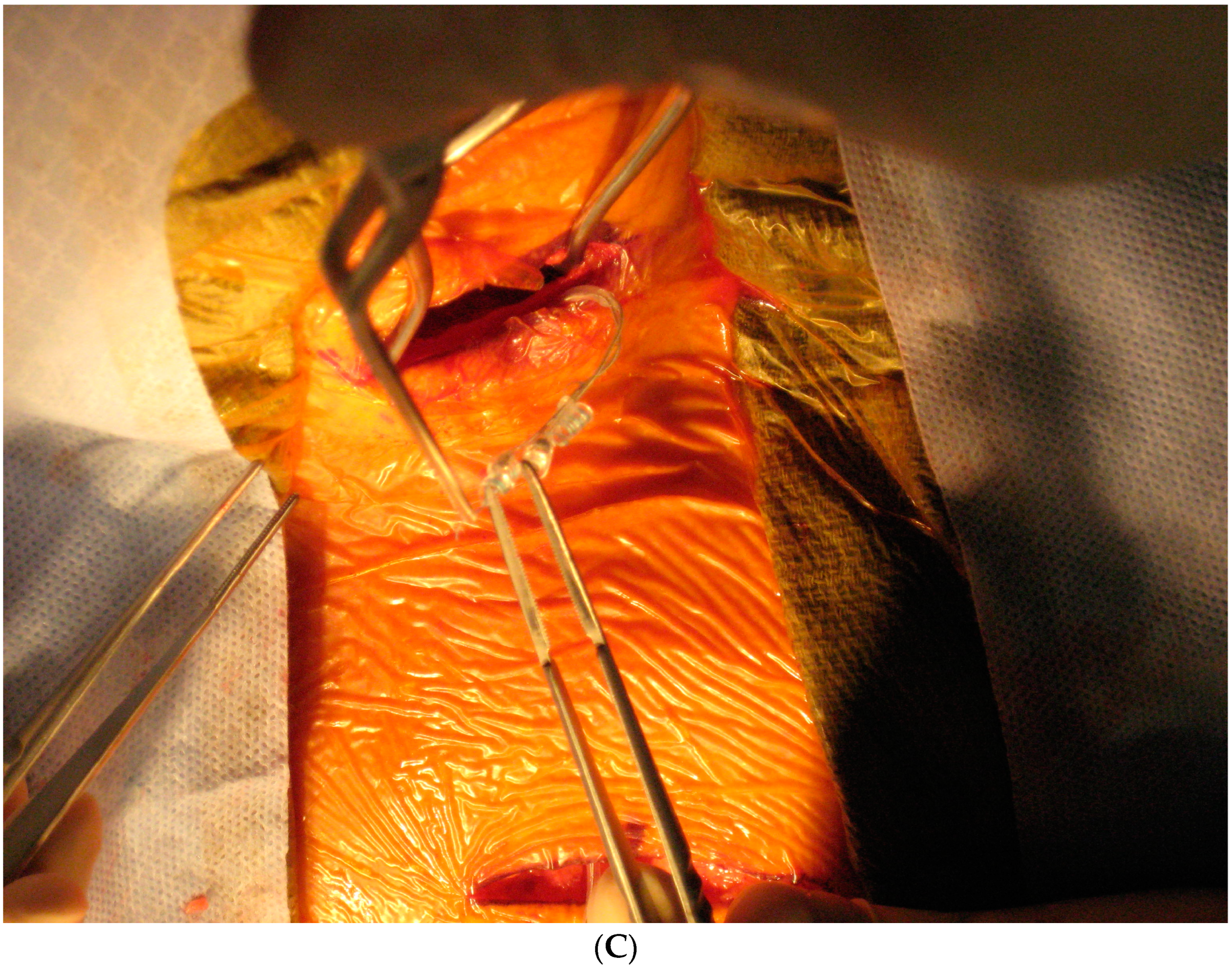 Brainsci 15 00346 g003b