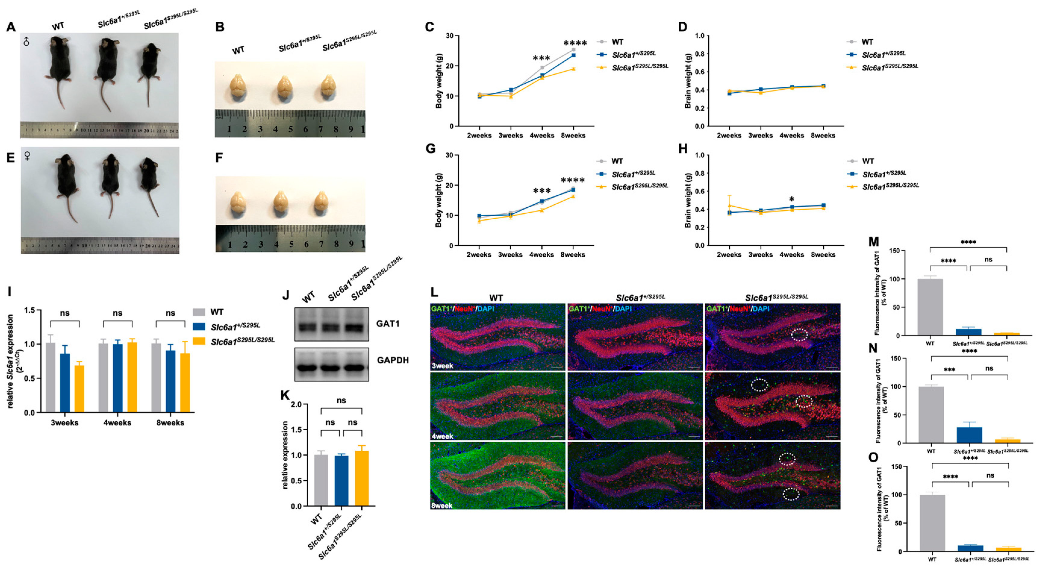 Brainsci 15 00393 g001