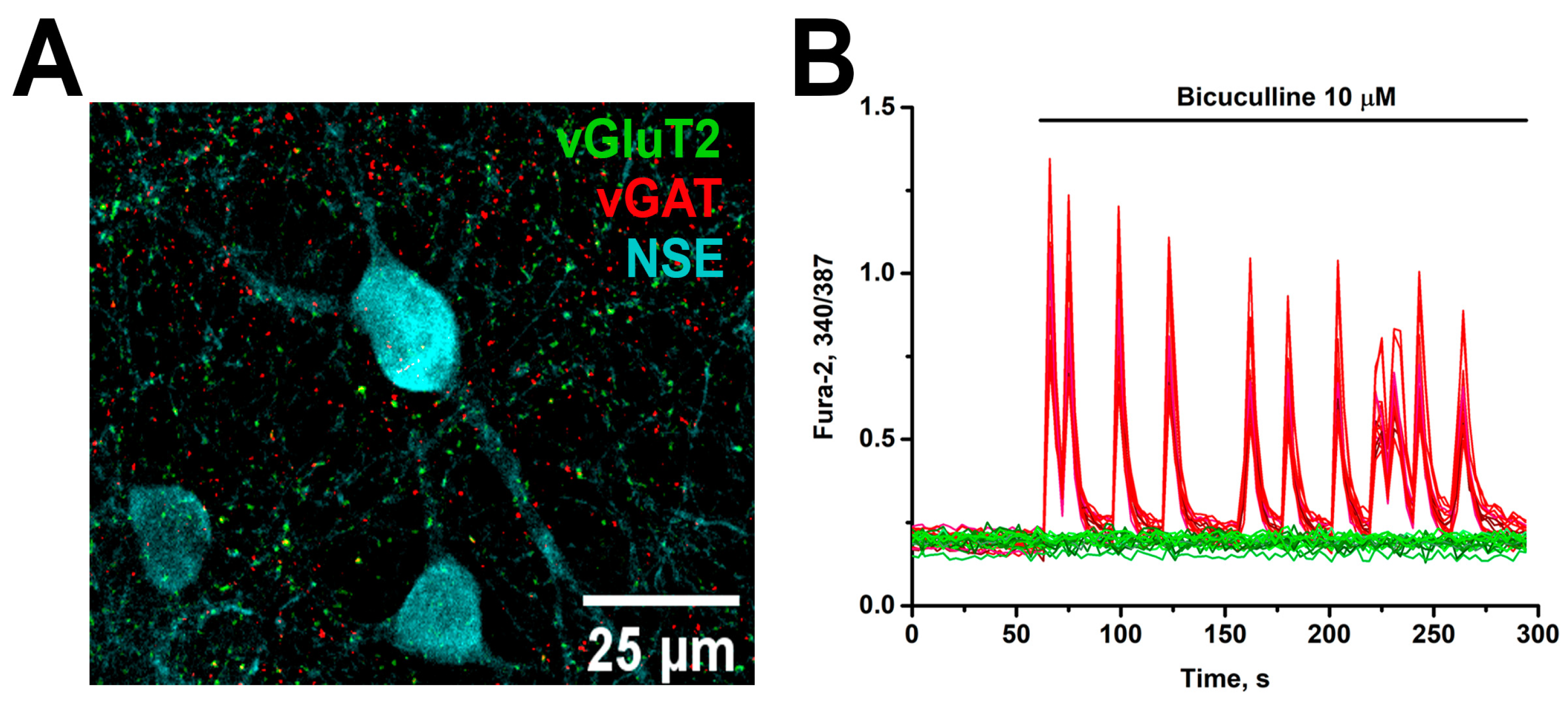 Brainsci 15 00442 g003