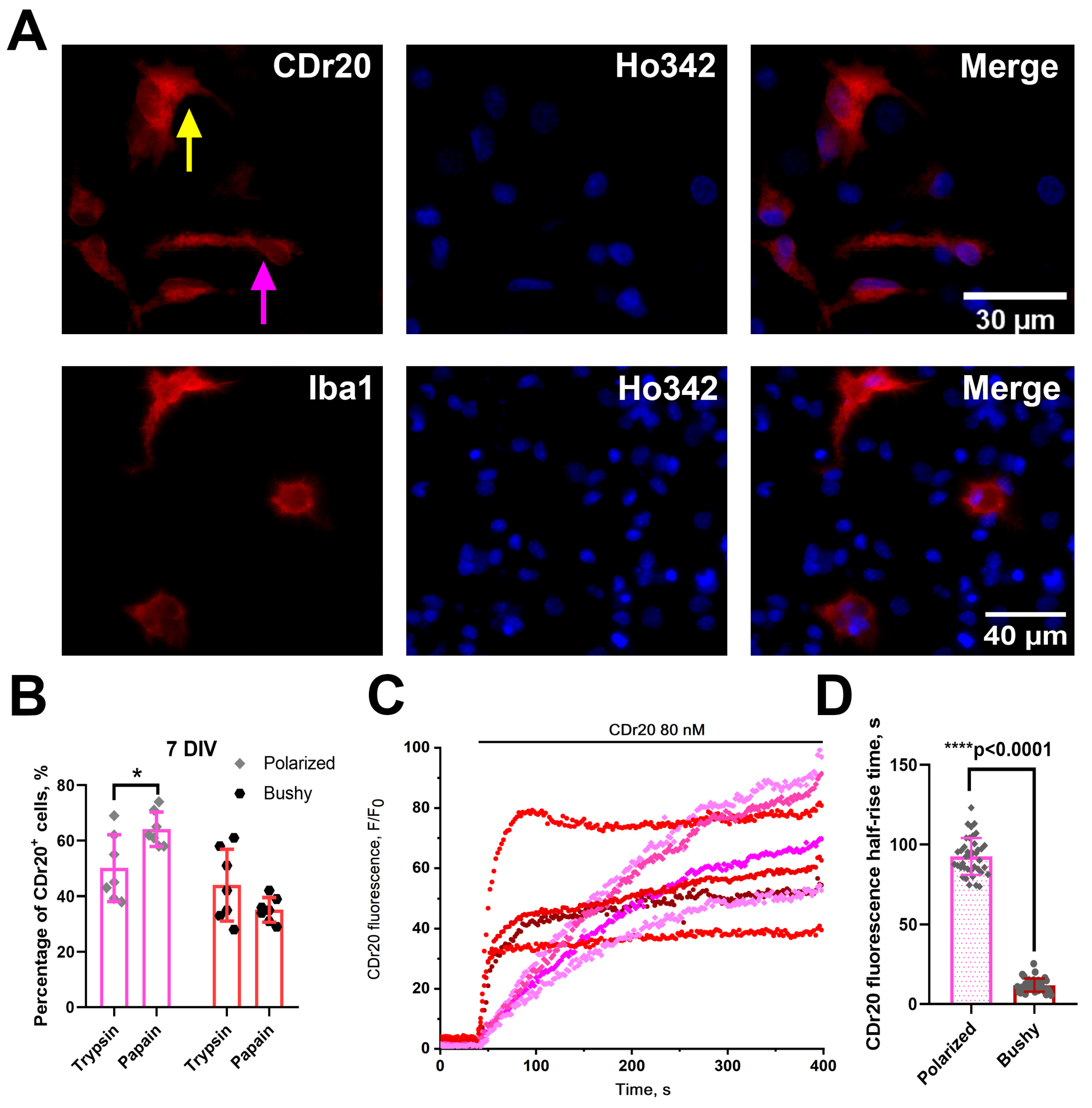 Brainsci 15 00442 g004