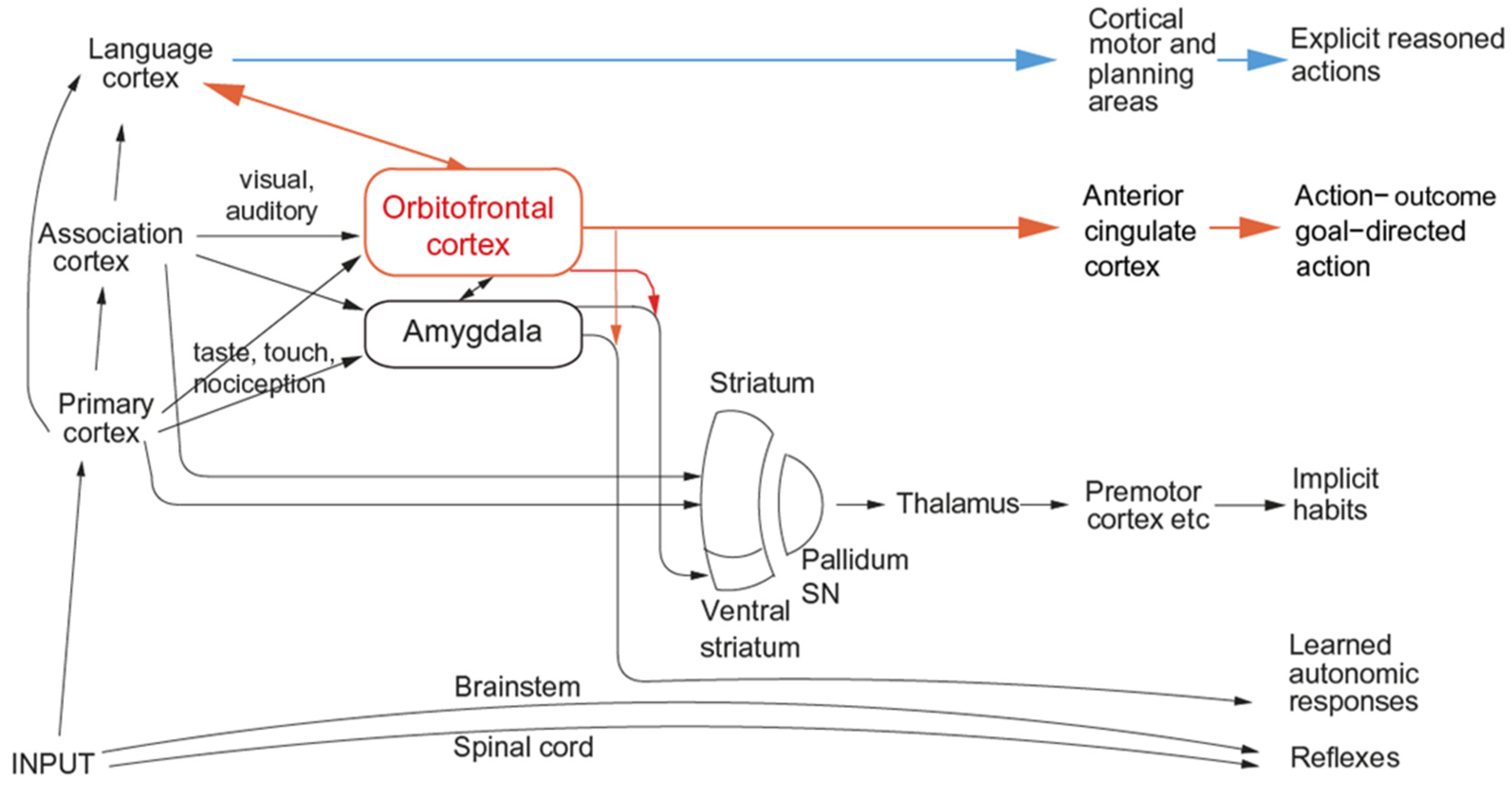 Brainsci 15 00507 g002