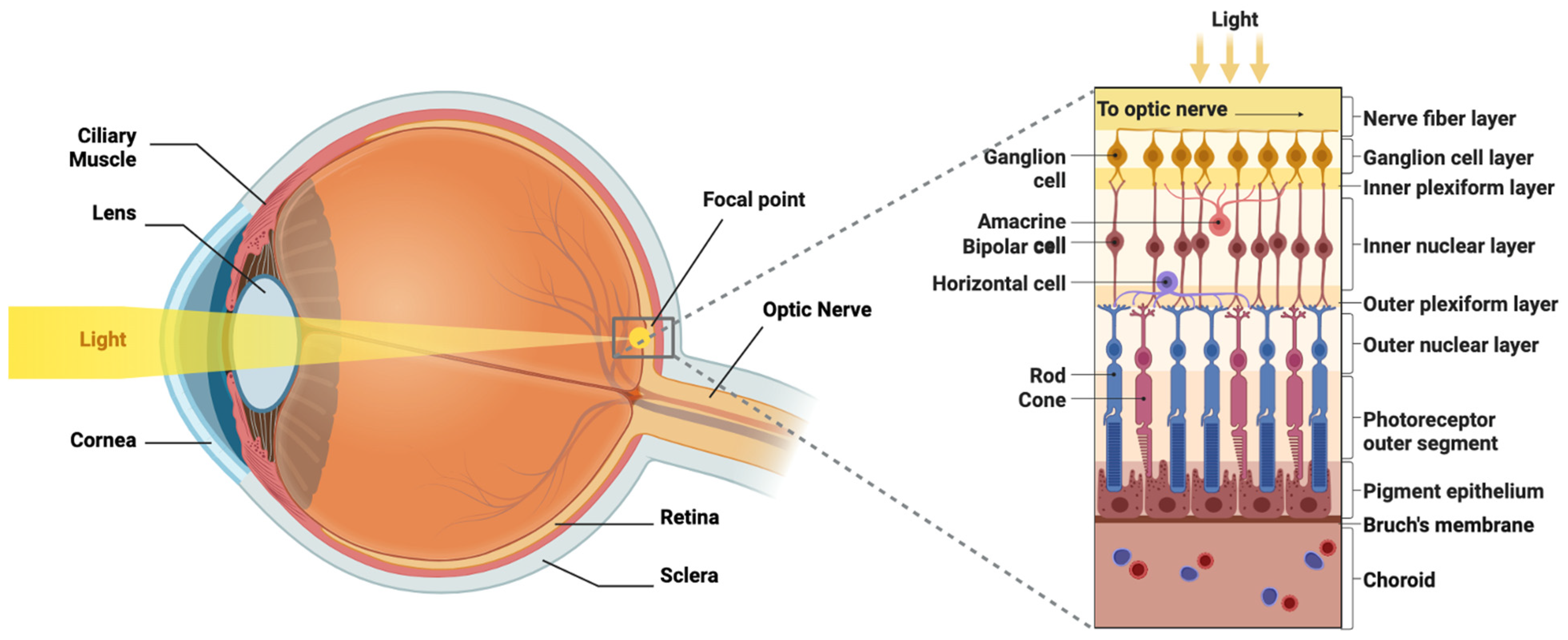 Brainsci 15 01170 g001 Brainsci 15 01170 g001