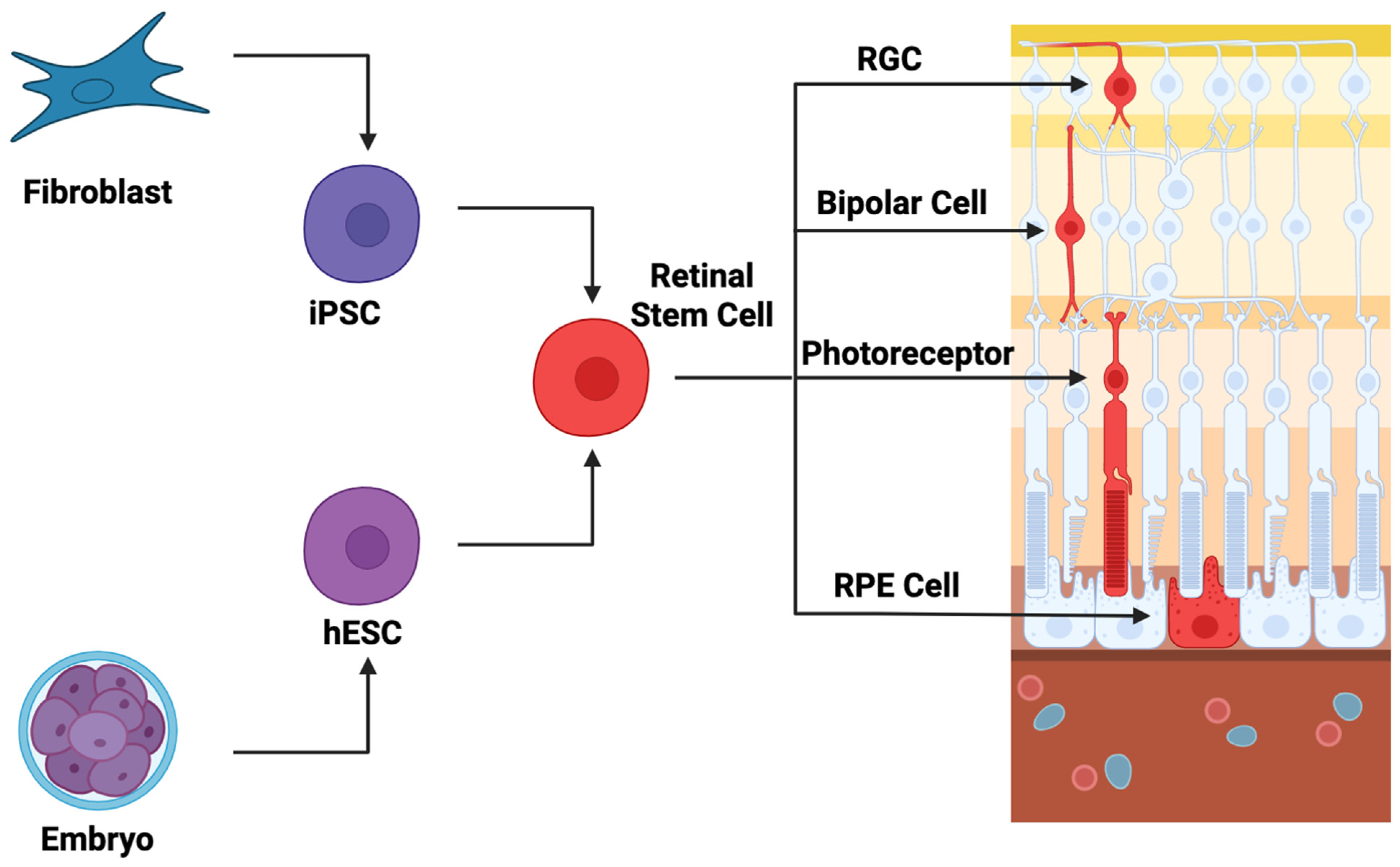 Brainsci 15 01170 g002 Brainsci 15 01170 g002
