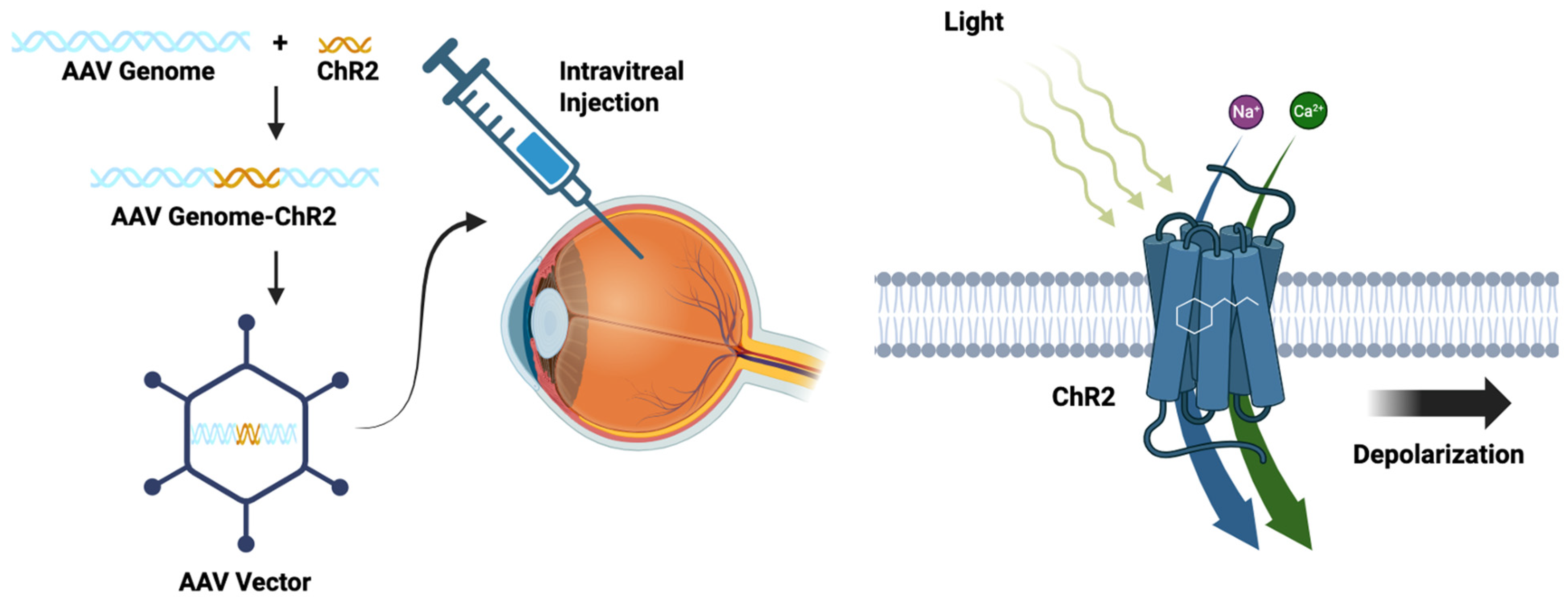 Brainsci 15 01170 g004 Brainsci 15 01170 g004