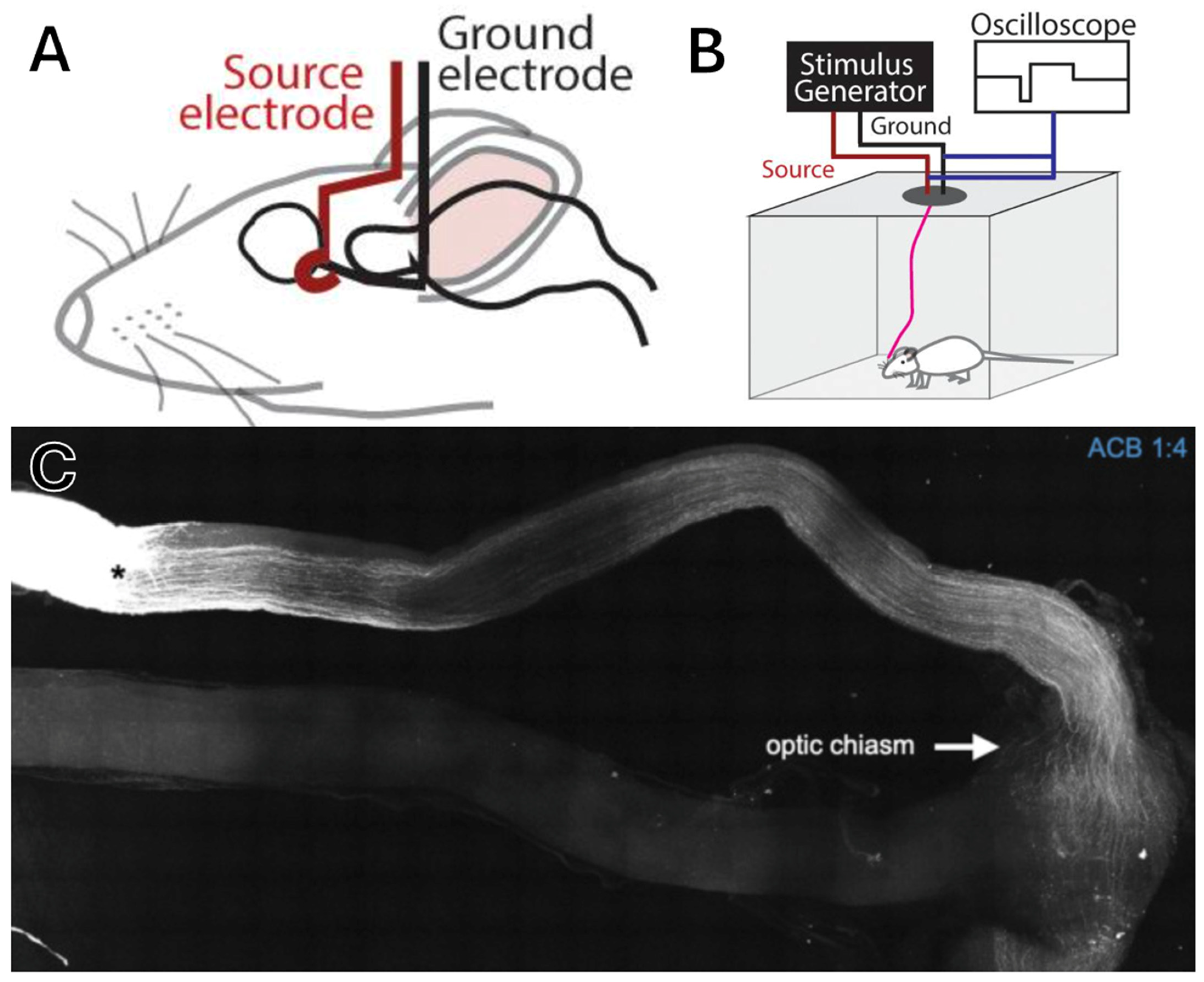 Brainsci 15 01170 g005 Brainsci 15 01170 g005