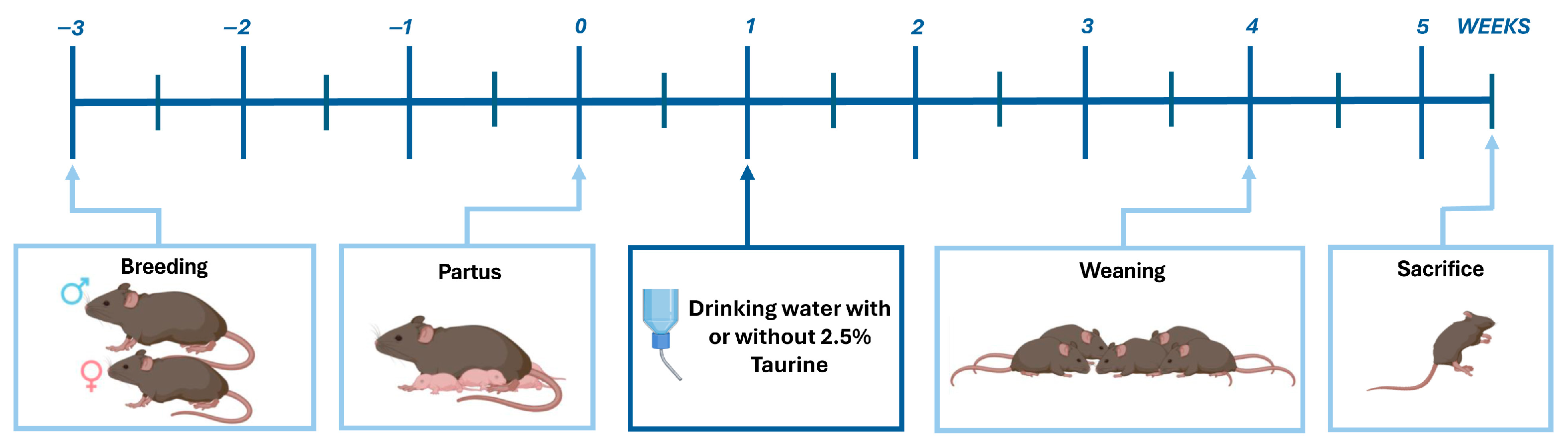 Brainsci 15 01175 g001 Brainsci 15 01175 g001