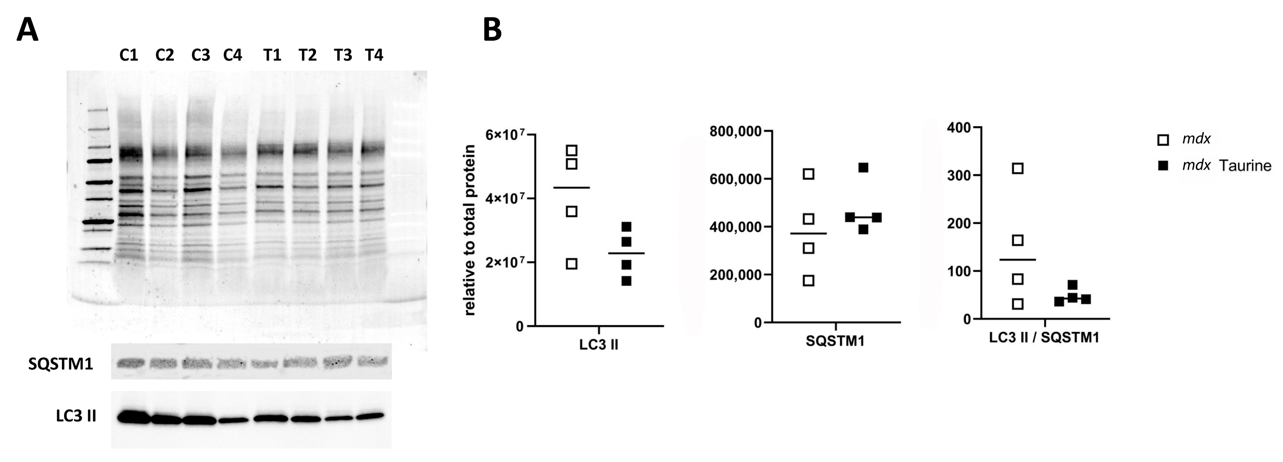 Brainsci 15 01175 g003 Brainsci 15 01175 g003