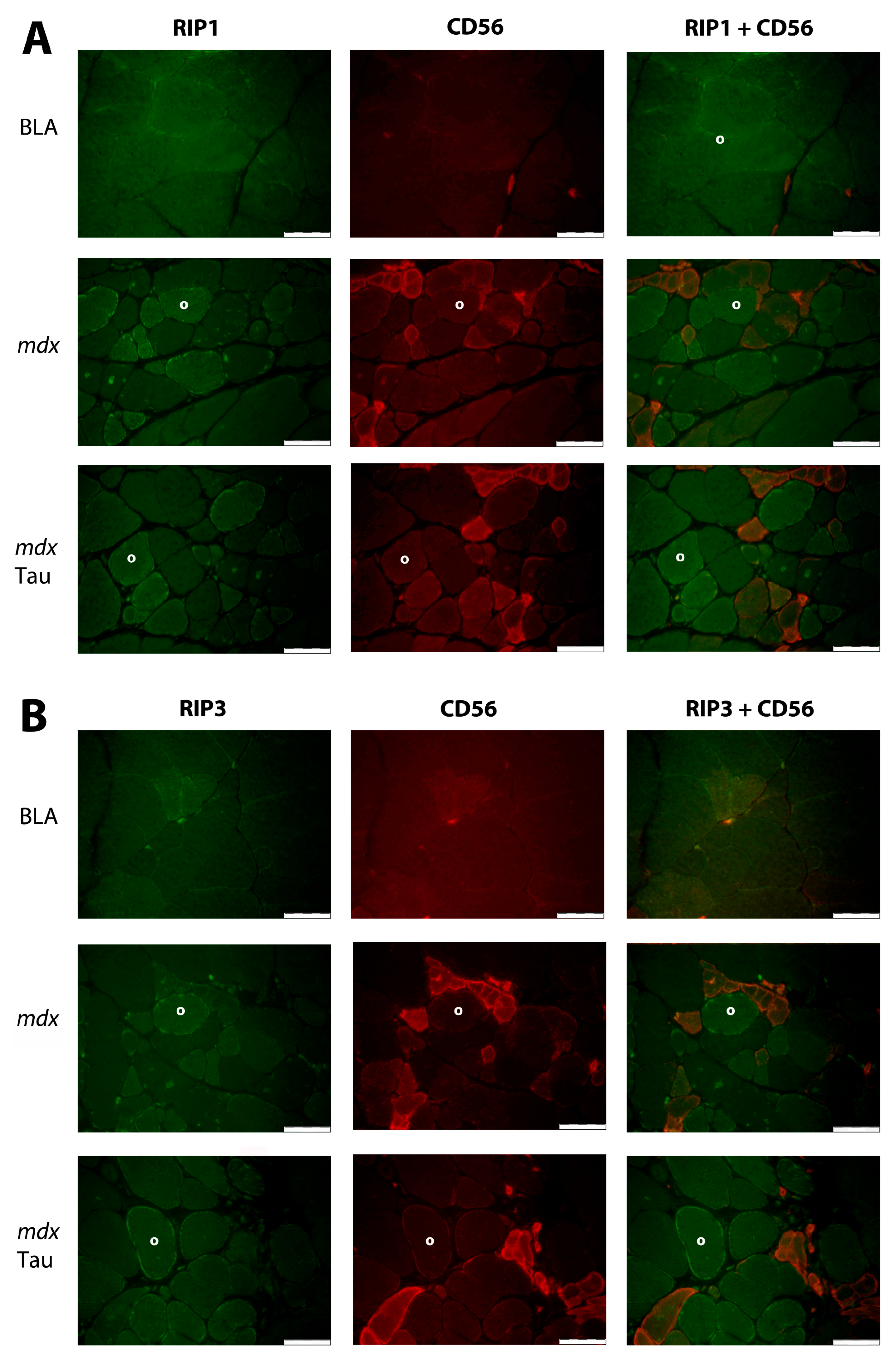 Brainsci 15 01175 g005 Brainsci 15 01175 g005