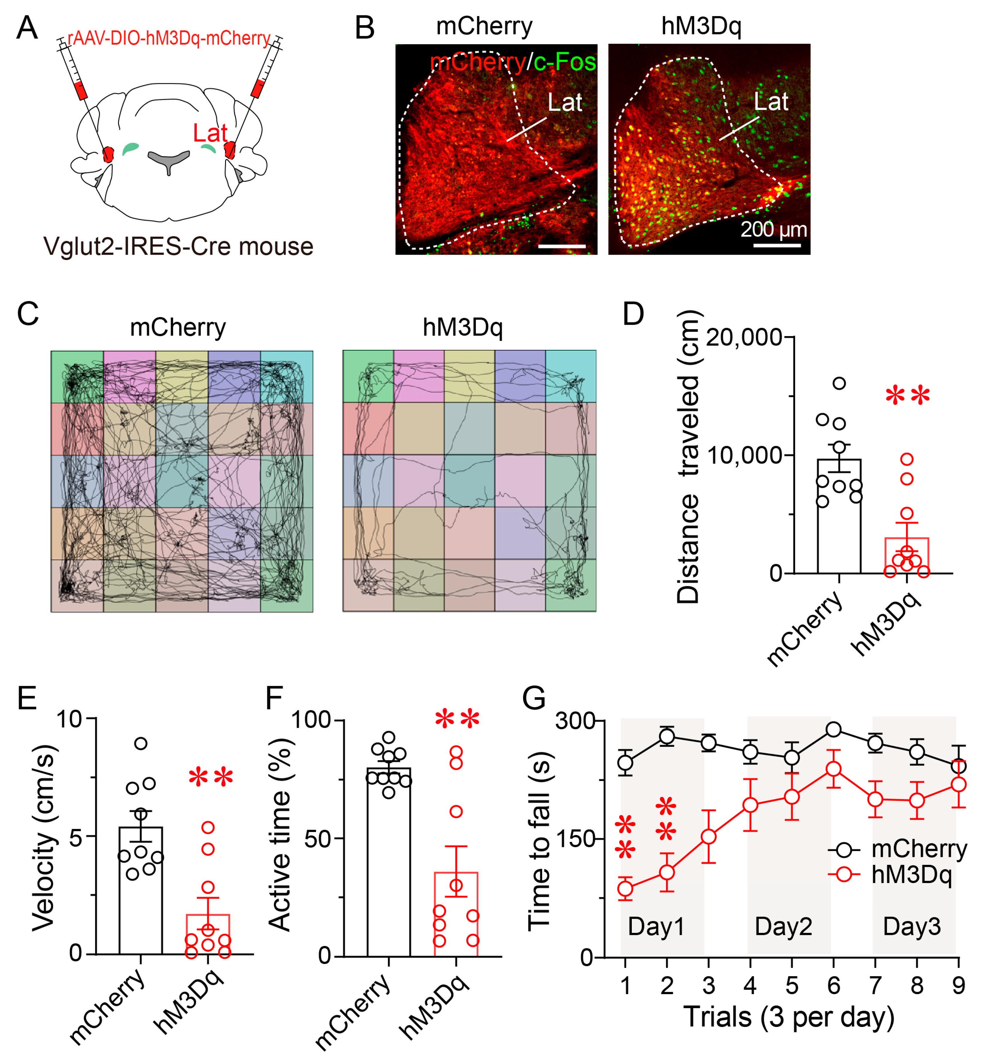 Brainsci 15 01185 g004 Brainsci 15 01185 g004