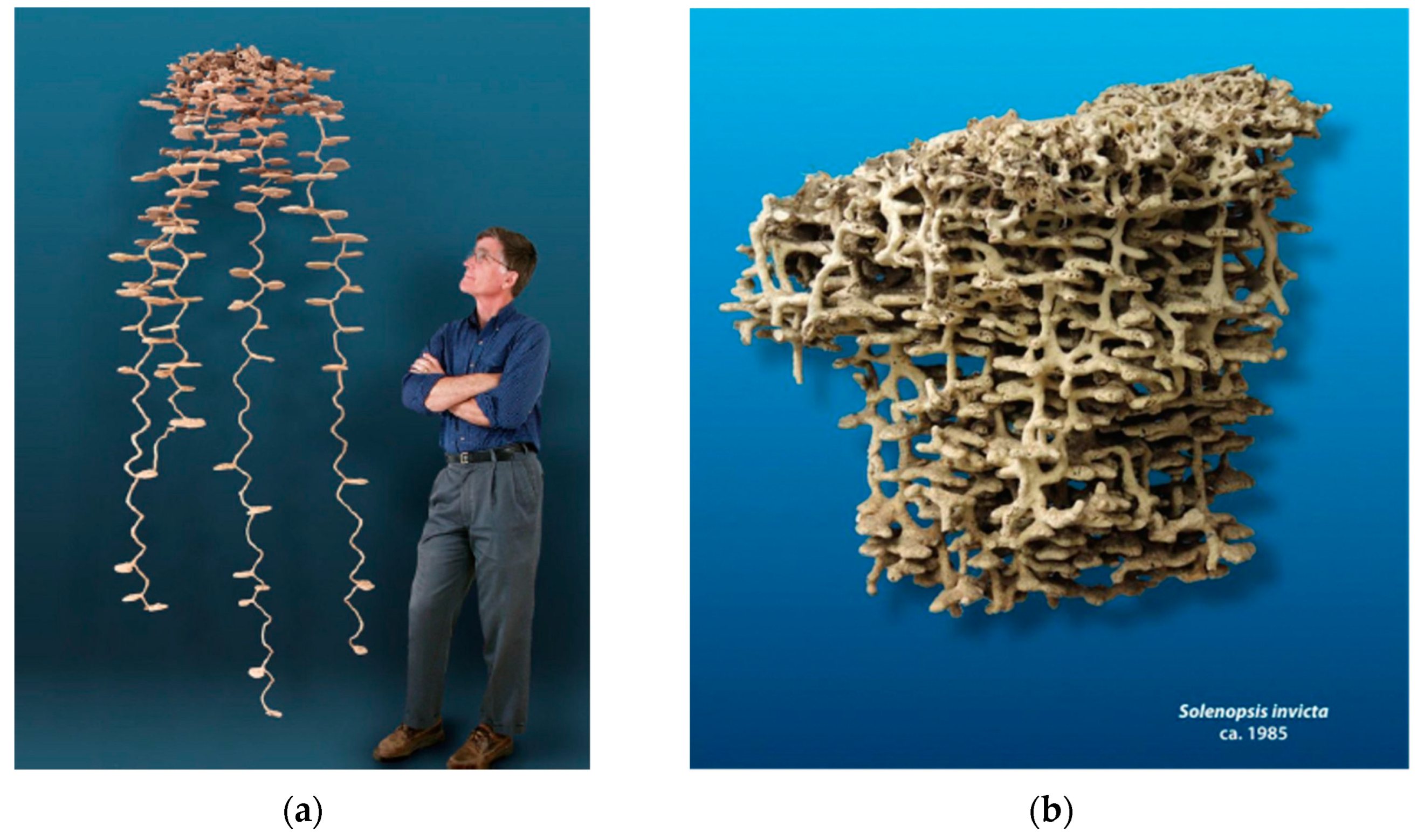 Buildings | Free Full-Text | A Review of Ant Nests and Their Implications  for Architecture