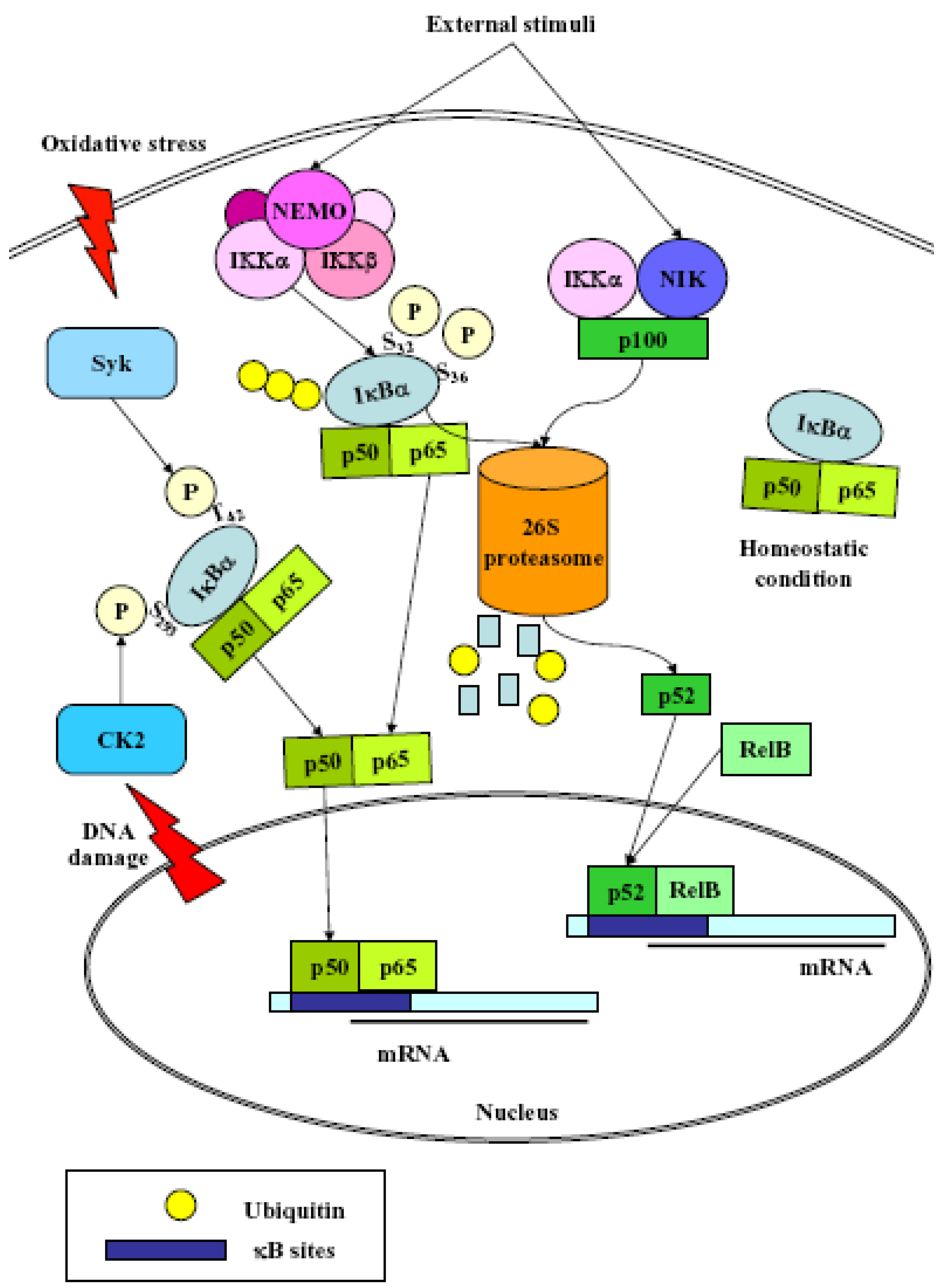Cancers | Free Full-Text | Nrf2 and NF-κB and Their Concerted Modulation in  Cancer Pathogenesis and Progression | HTML