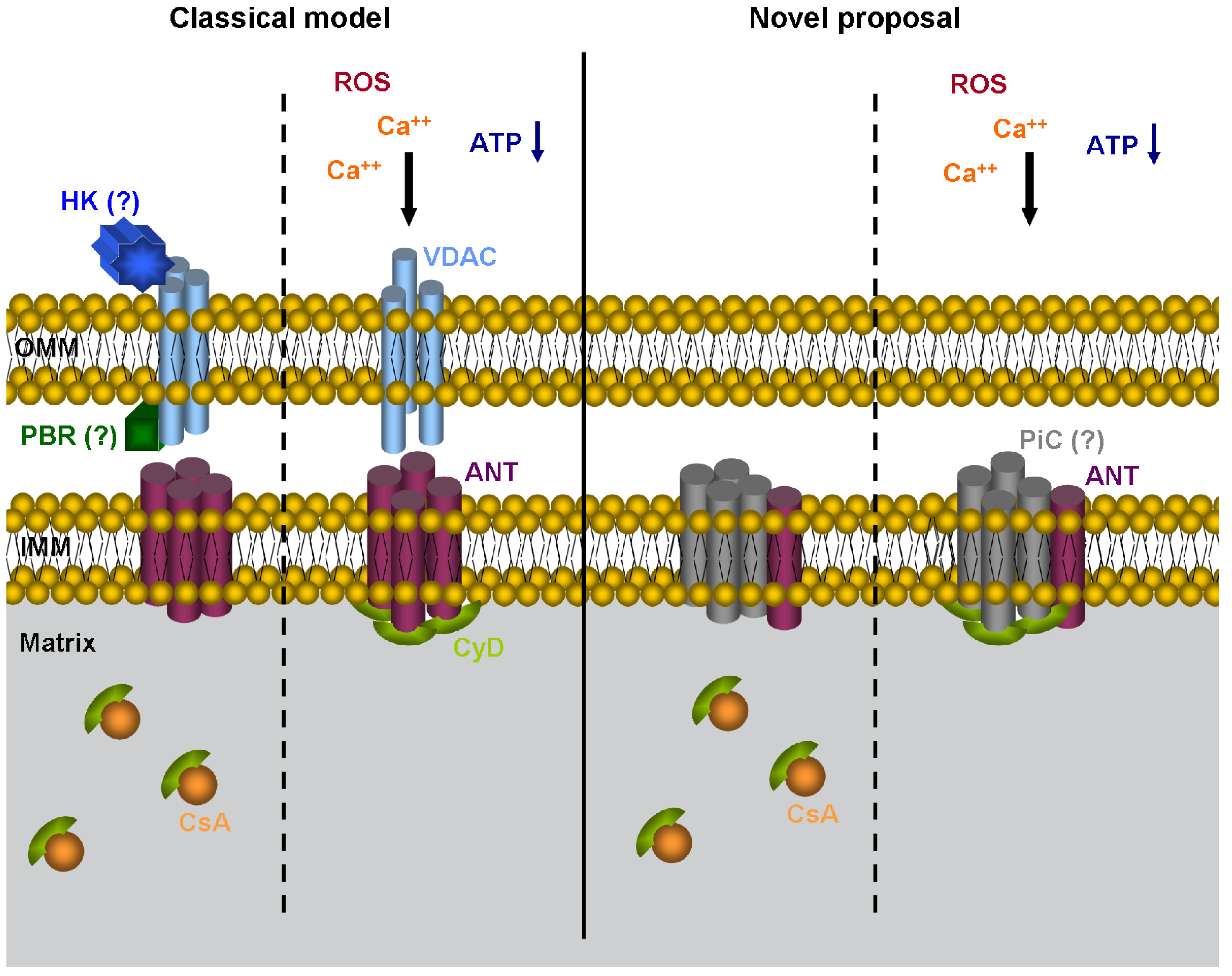 Cancers Free Full Text Cell Centric View of Apoptosis and