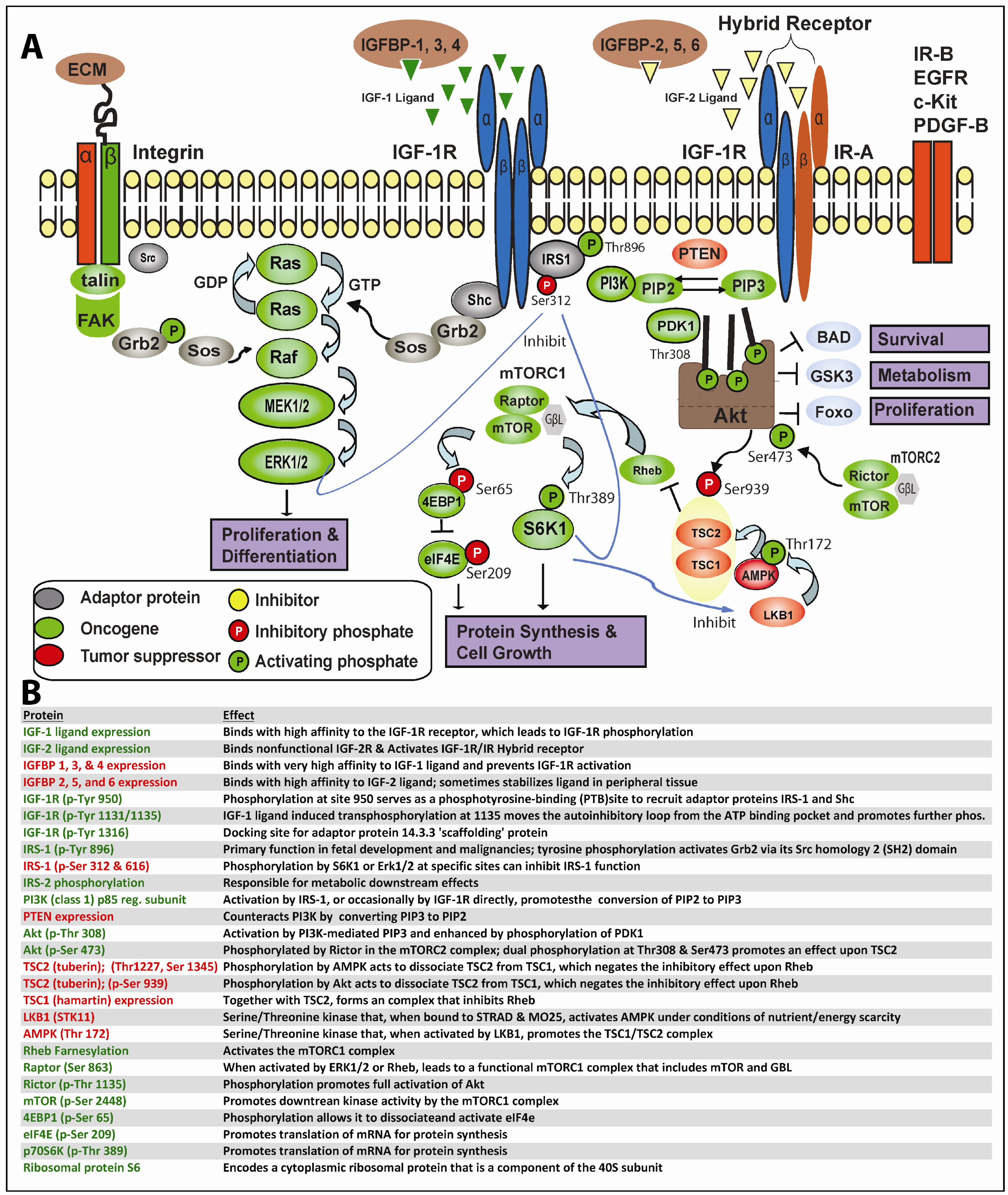 Cancer Cells Go Incognito to Cause Therapy Relapse