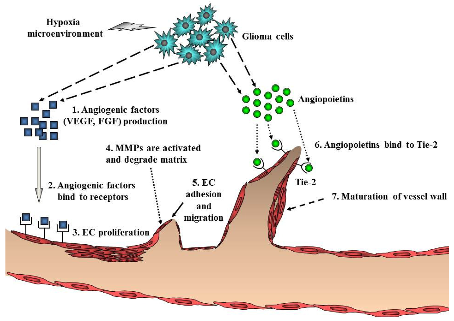Cancers 03 03242f4 1024