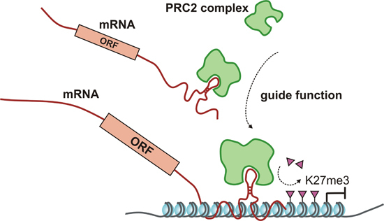 Cancers | Free Full-Text | Regulatory Roles for Long ncRNA and mRNA