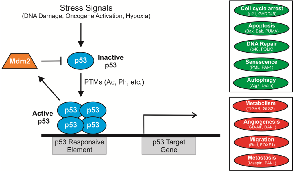 Cancers | Free Full-Text | p53 Acetylation: Regulation and Consequences