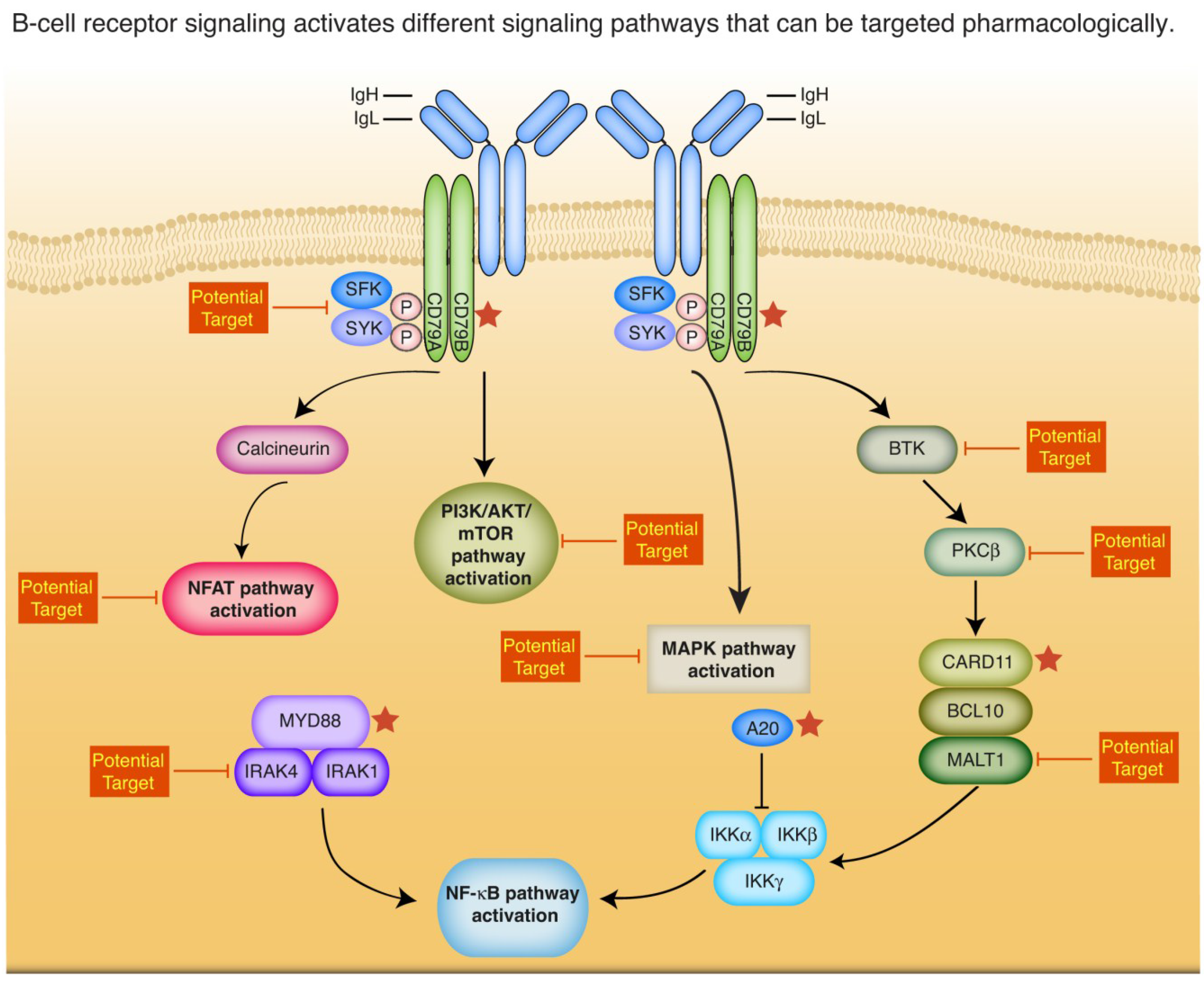 Cancers Free Full Text Insights Into The Molecular Pathogenesis Of 