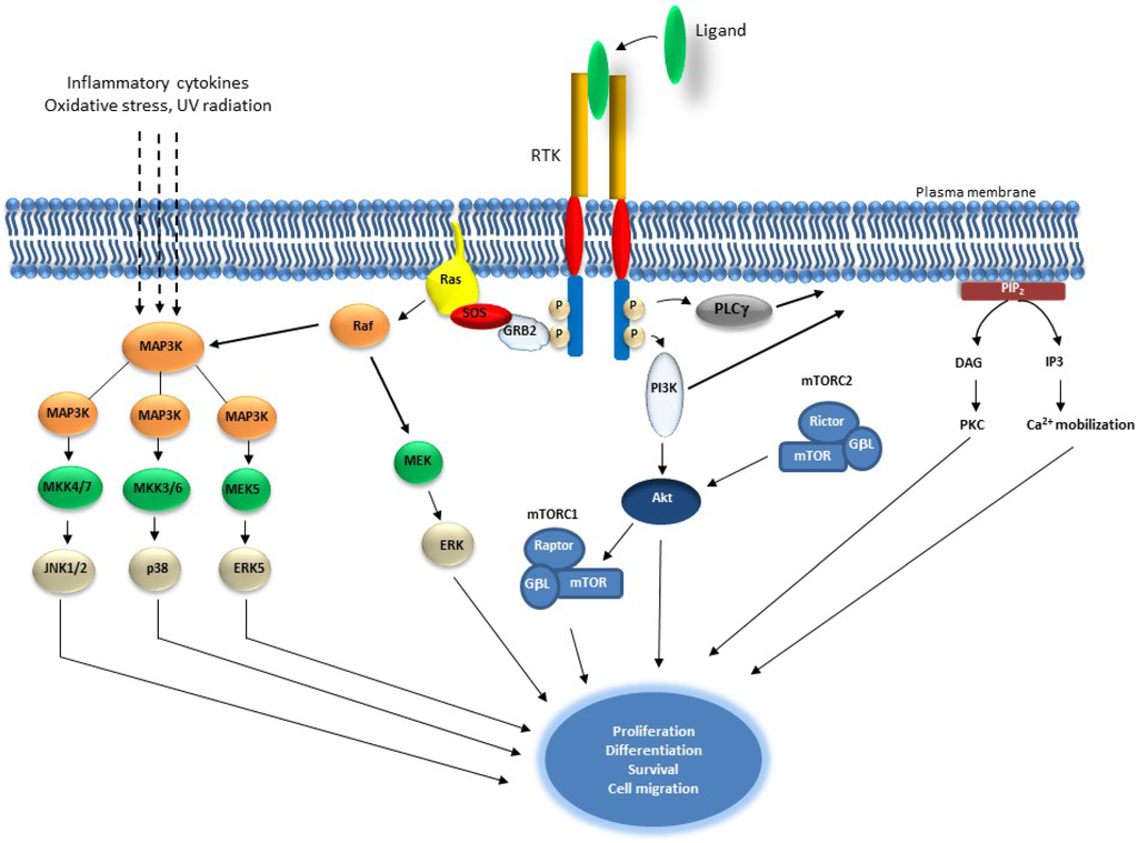 Cancers Free Full Text Targeting RTK Signaling Pathways In Cancer