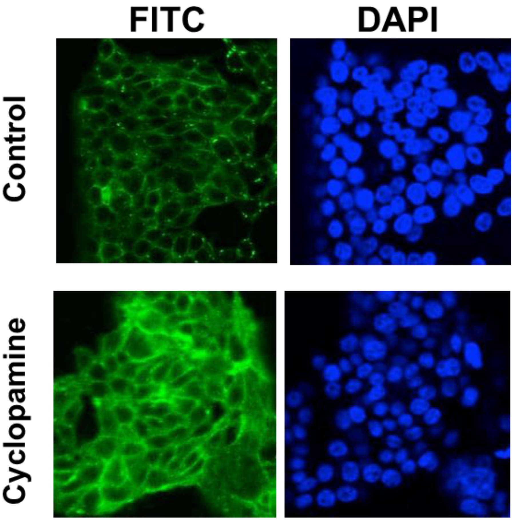 Cancers 07 00867 g004