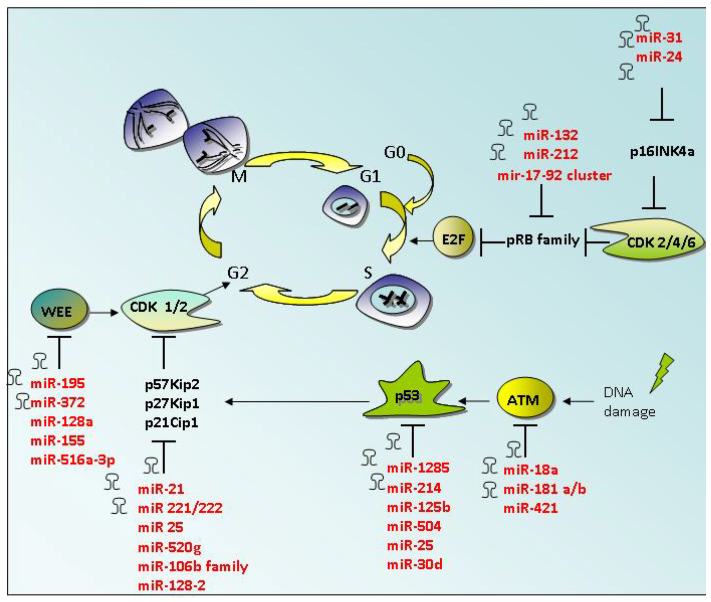 Cancers | Free Full-Text | Oncogenic MicroRNAs: Key Players in 