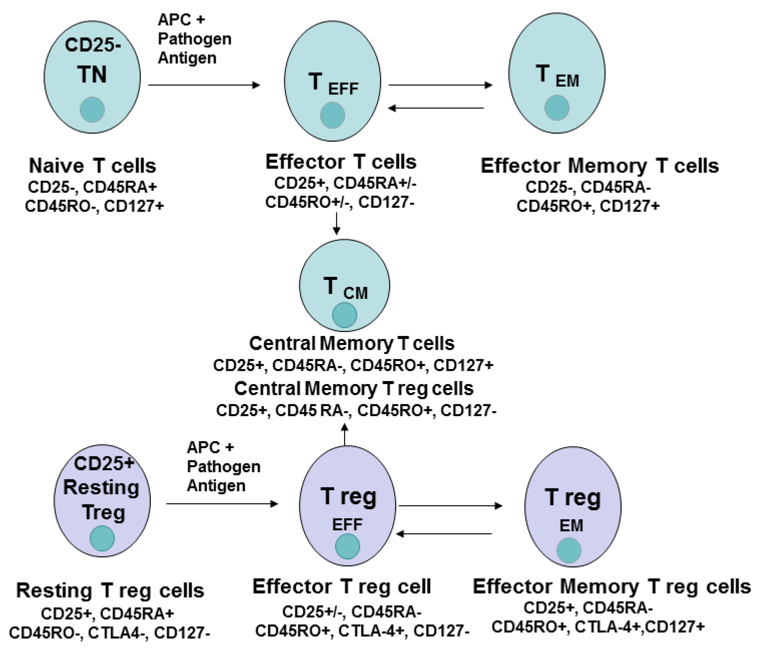 Cancers | Free Full-Text | Different Subsets of T Cells, Memory, Effector  Functions, and CAR-T Immunotherapy