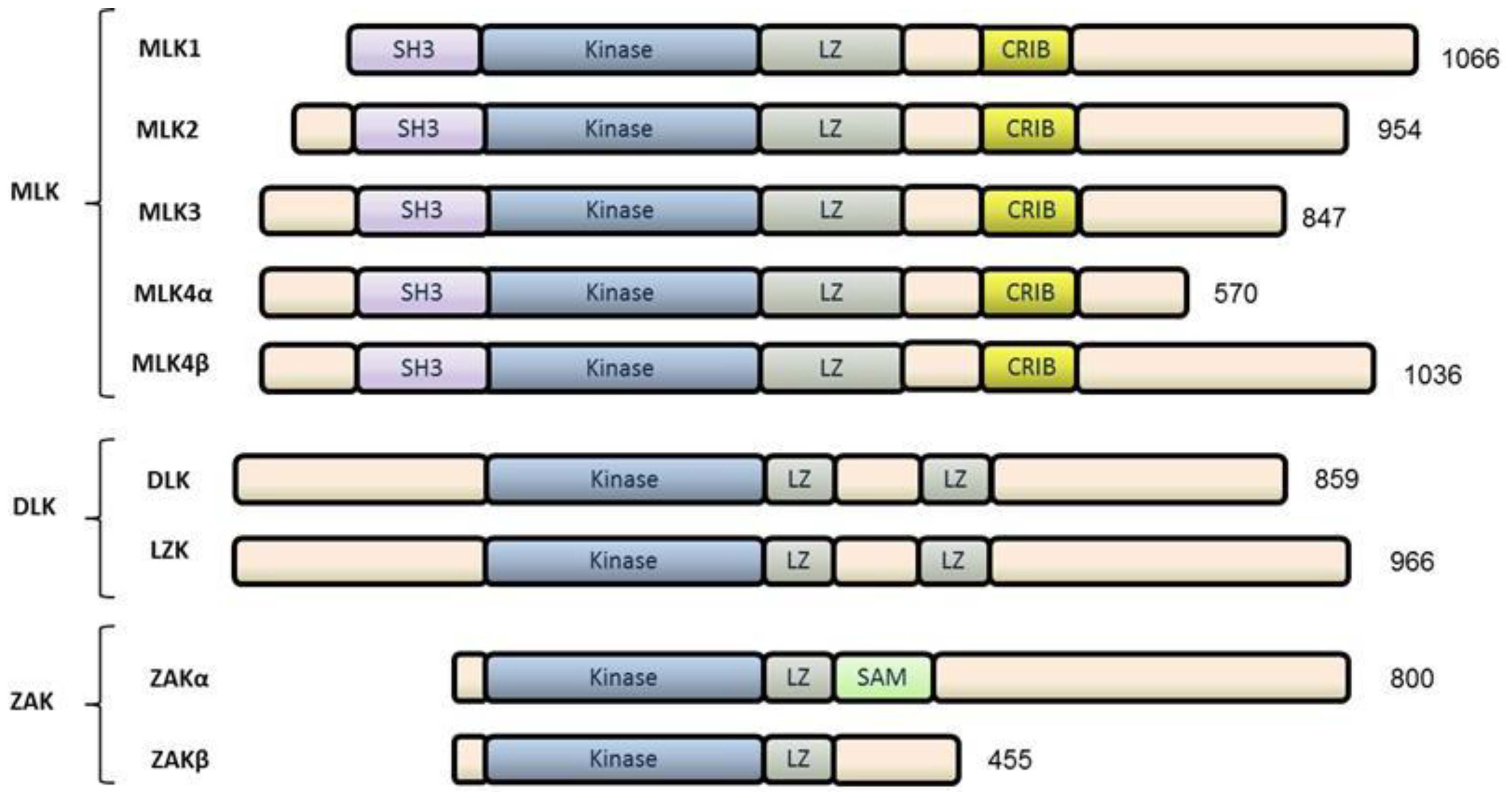 Cancers 08 00051 g001