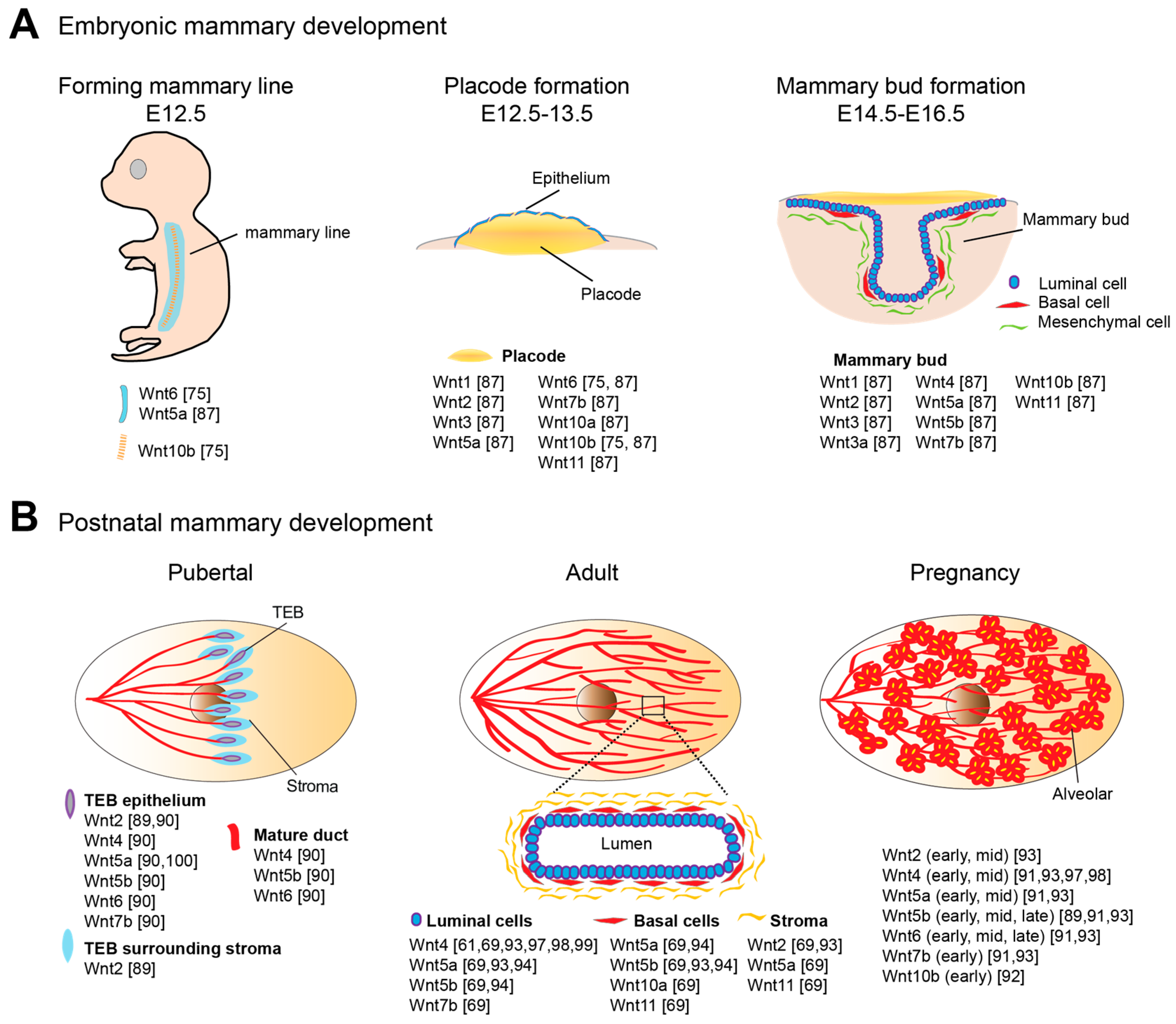 Cancers | Free Full-Text | Mammary Development and Breast Cancer: A Wnt  Perspective