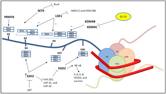 Cancers | Free Full-Text | Epigenomic Regulation of Androgen Receptor  Signaling: Potential Role in Prostate Cancer Therapy