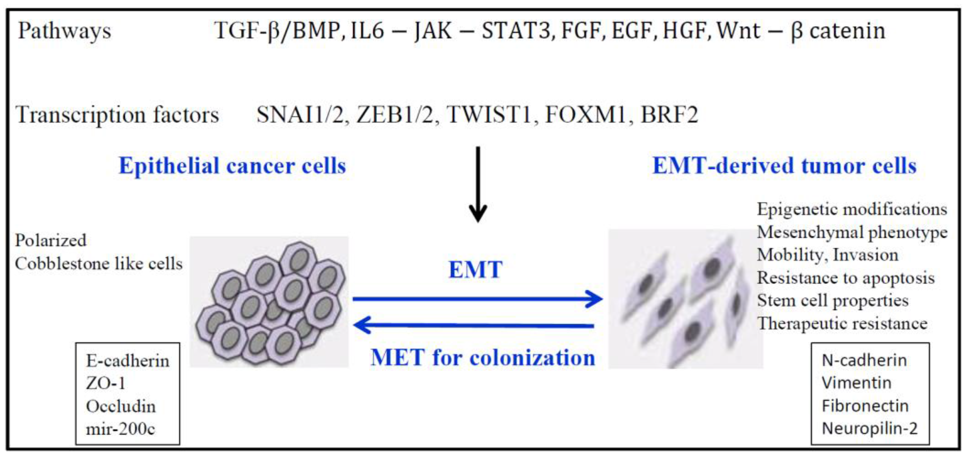 Cancers | Free Full-Text | Epigenetic Regulation of the Epithelial to  Mesenchymal Transition in Lung Cancer
