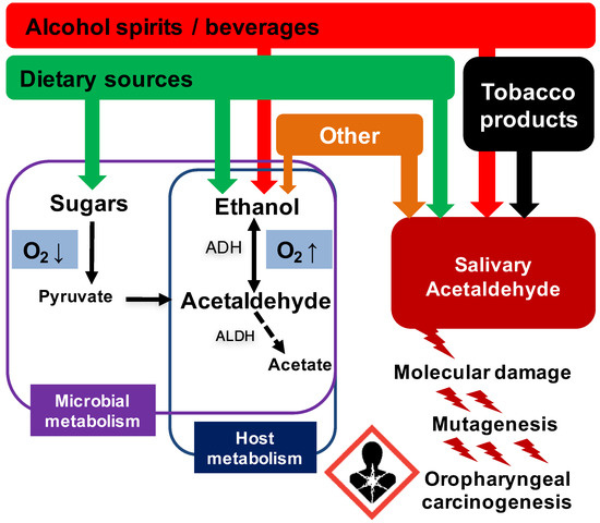 Cancers | Free Full-Text | Local Acetaldehyde—An Essential Role in Alcohol-Related  Upper Gastrointestinal Tract Carcinogenesis