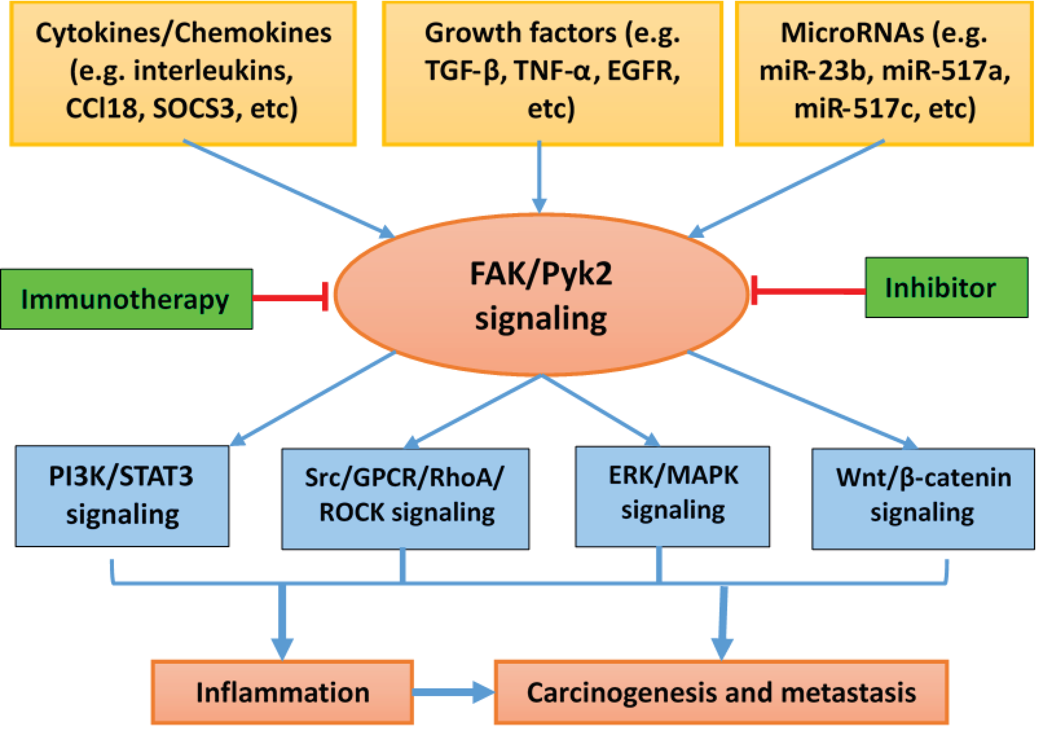 Cancers | Free Full-Text | Proline-Rich Protein Tyrosine Kinase 2 