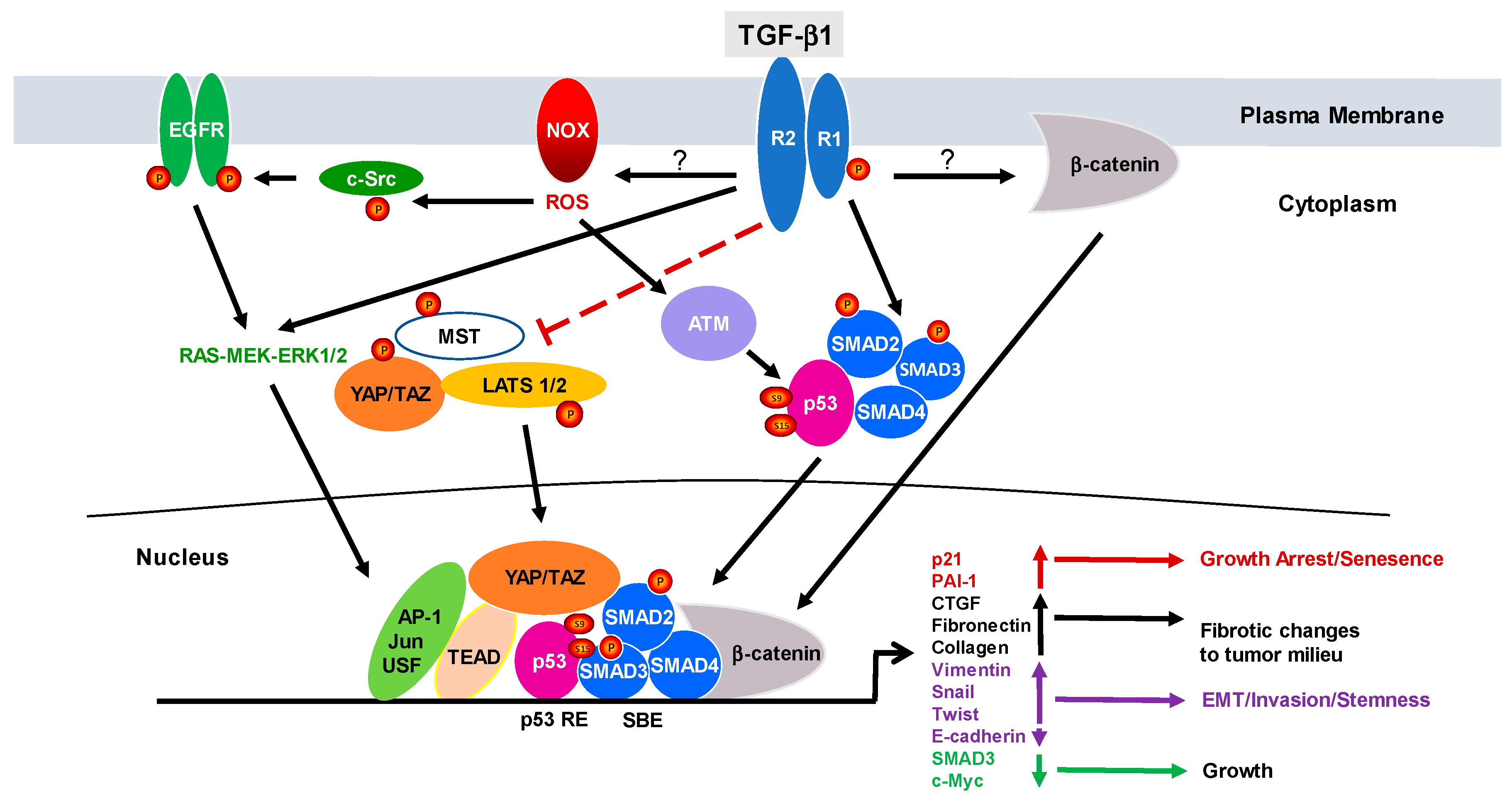 Cancers 10 00159 g001