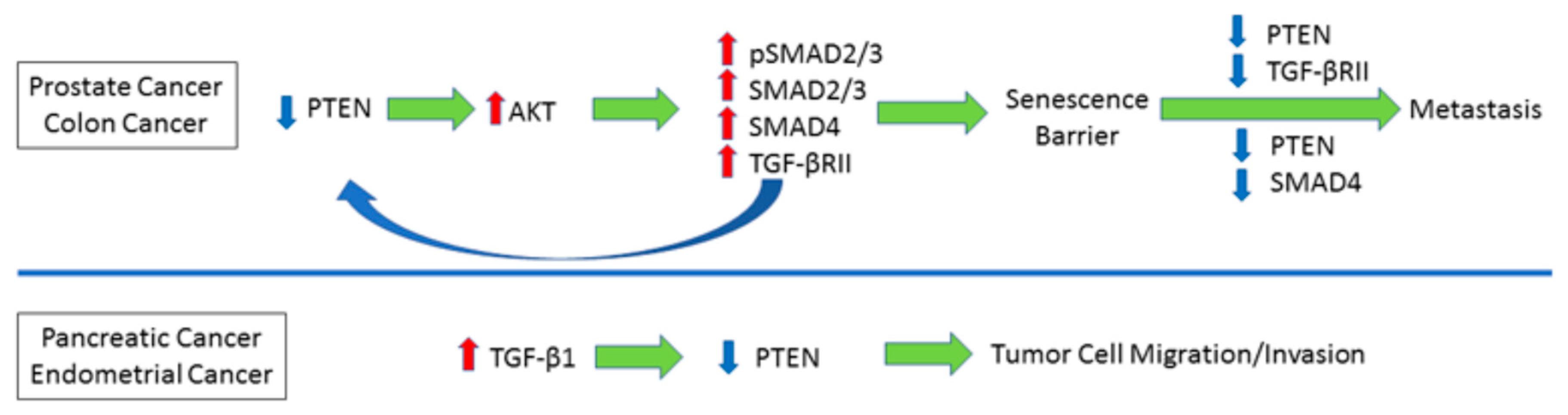 Cancers 10 00159 g003