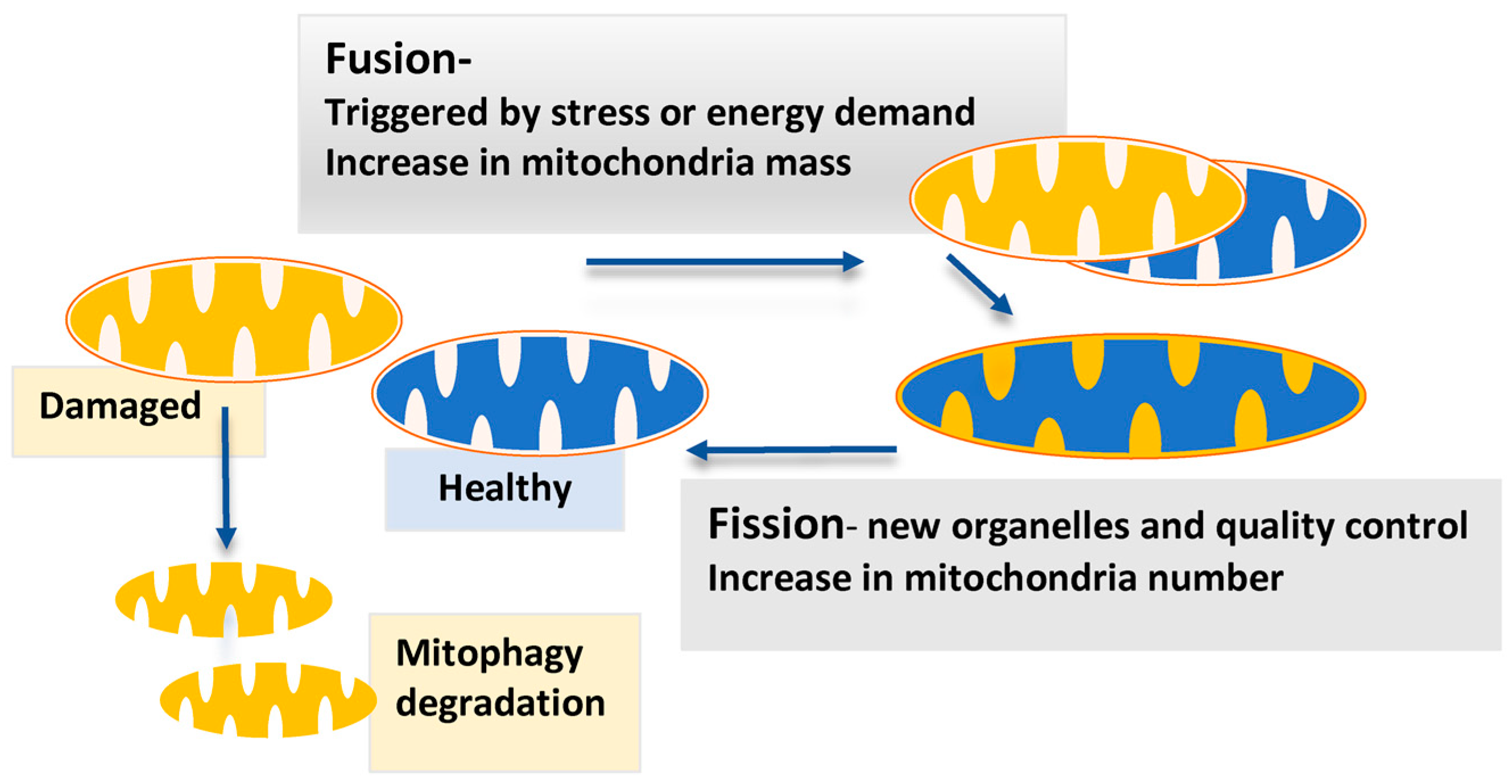 mitochondrial fusion and fission in cell life and death