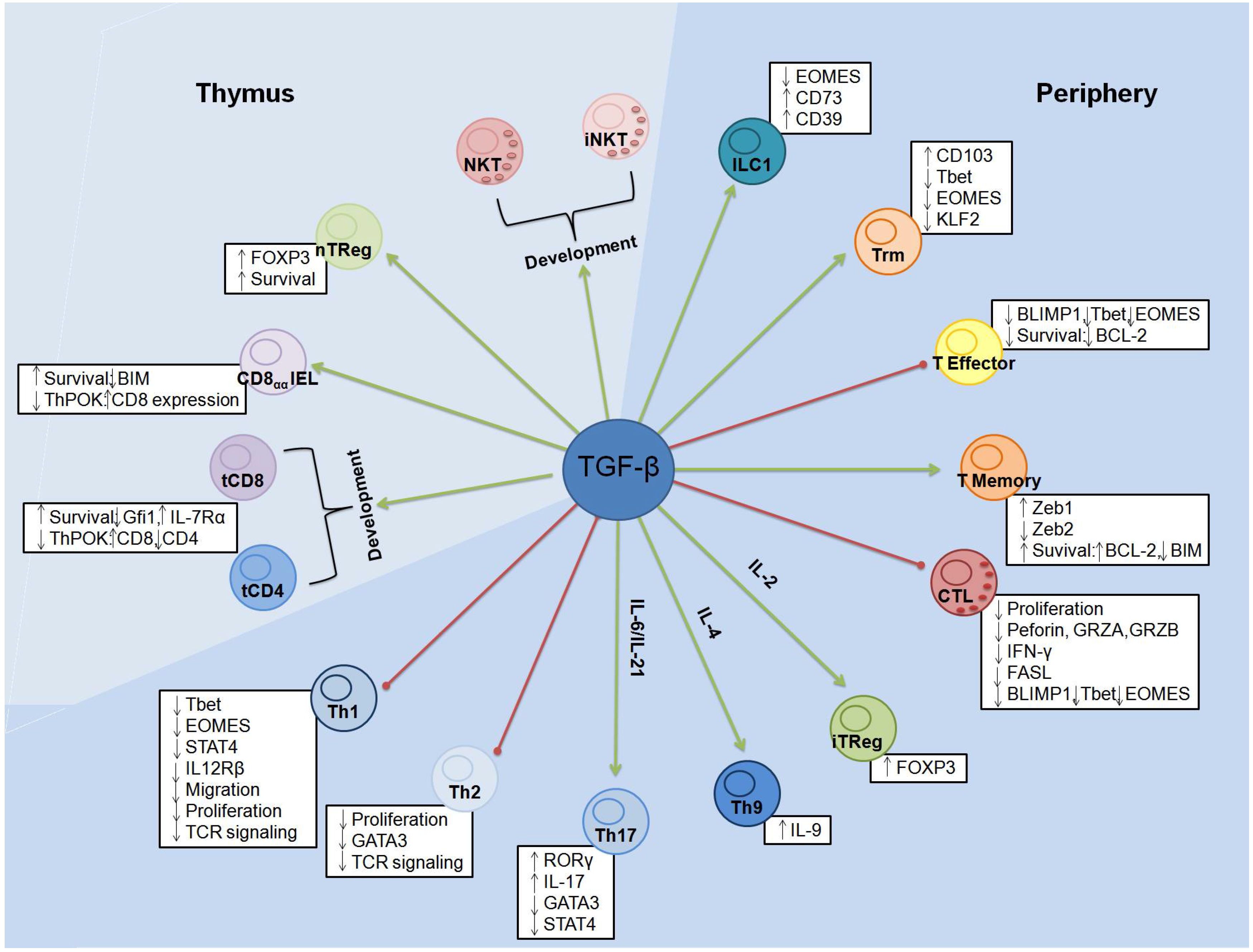 Cancers Free Full Text Tgf B In T Cell Biology Implications For Cancer Immunotherapy Html